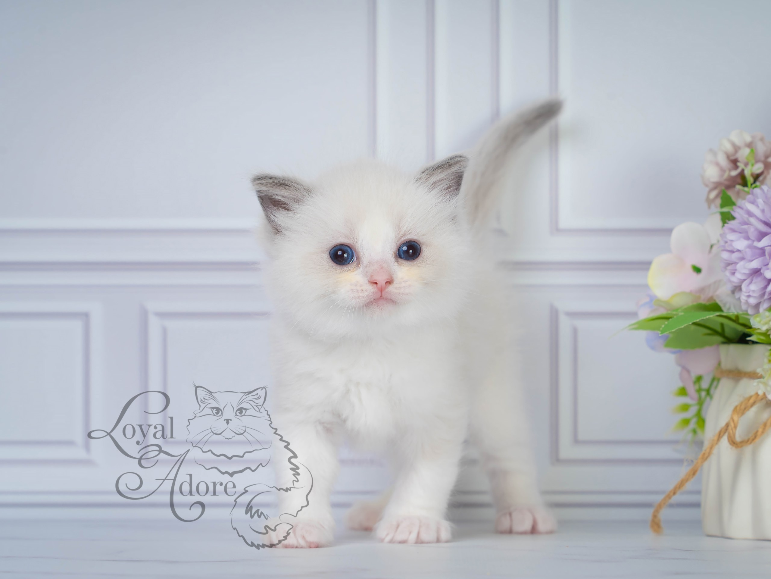 Котята рэгдолл от Loyal Adore. Питомник рэгдолл Loyal Adore
