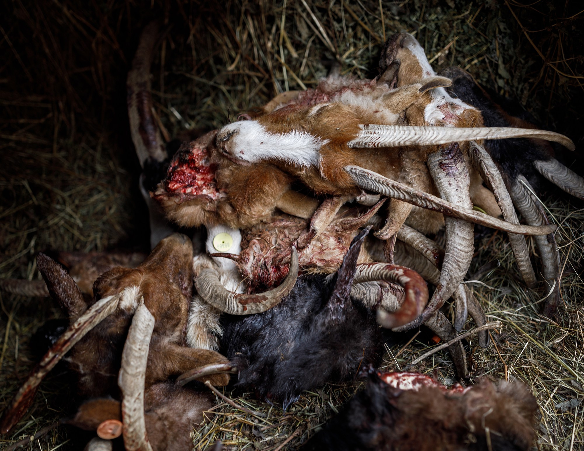 Dagestan. Seasons. Autumn. Documentary and art photographer Alexey Terentyev