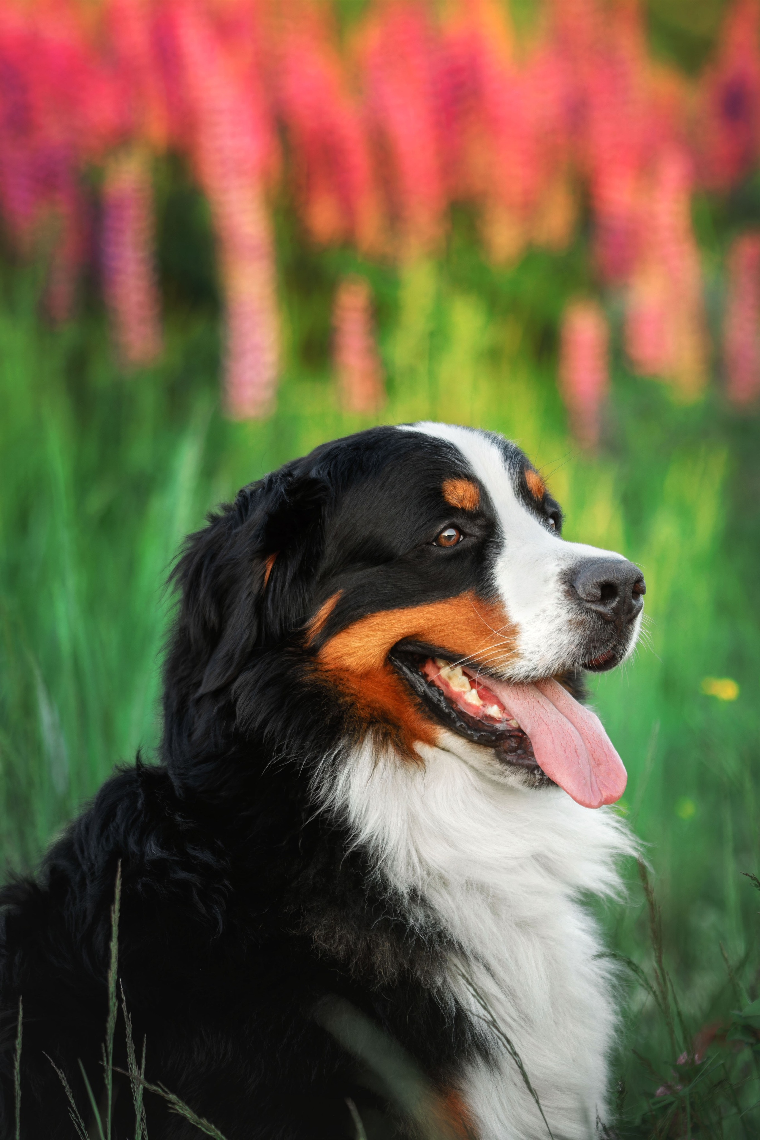 Фотопрогулка в люпинах с Гошей. Фотограф-анималист Юлия Зубкова