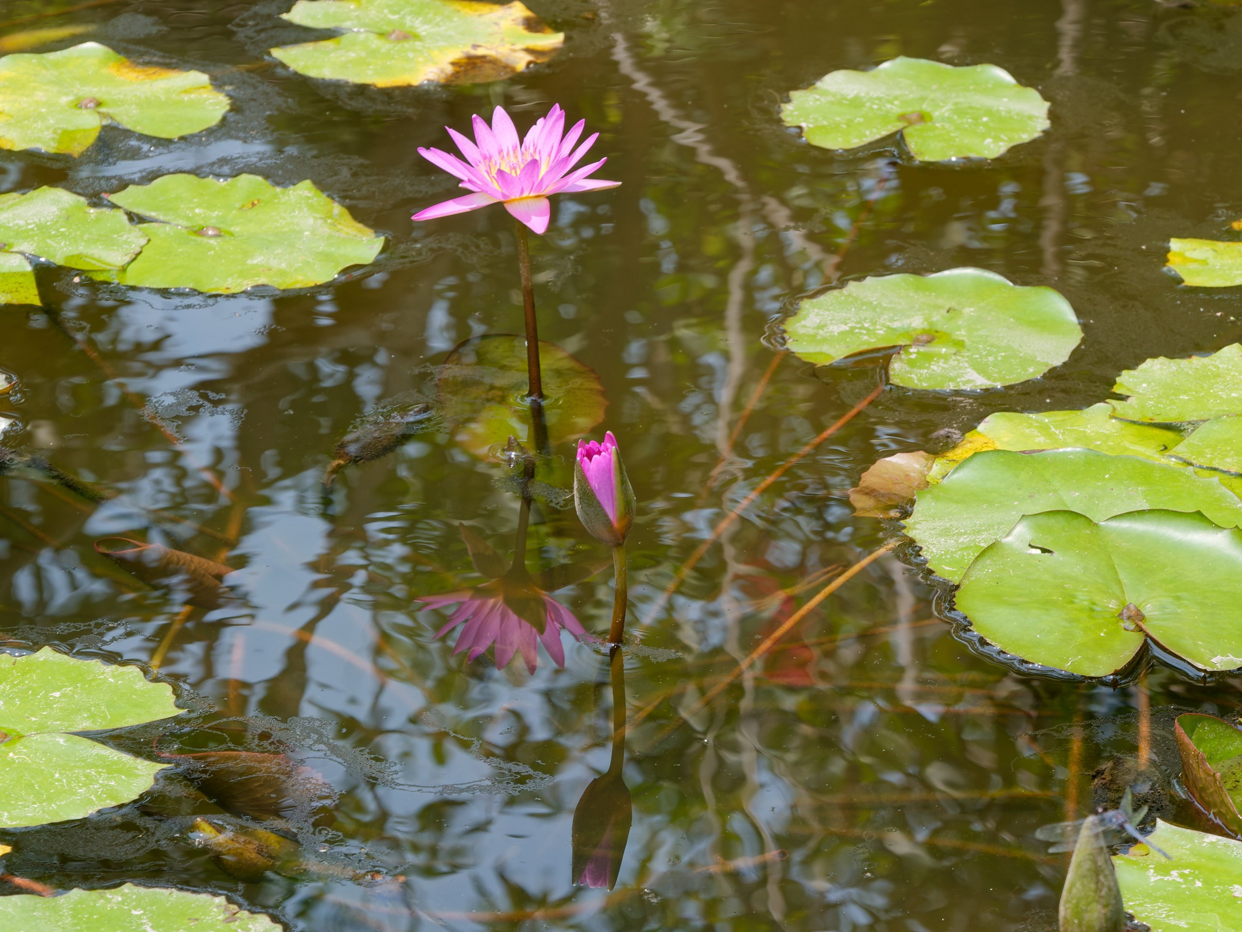 Хайнань 2026, флора, цветы и деревья. Фотопрогулки по Миру