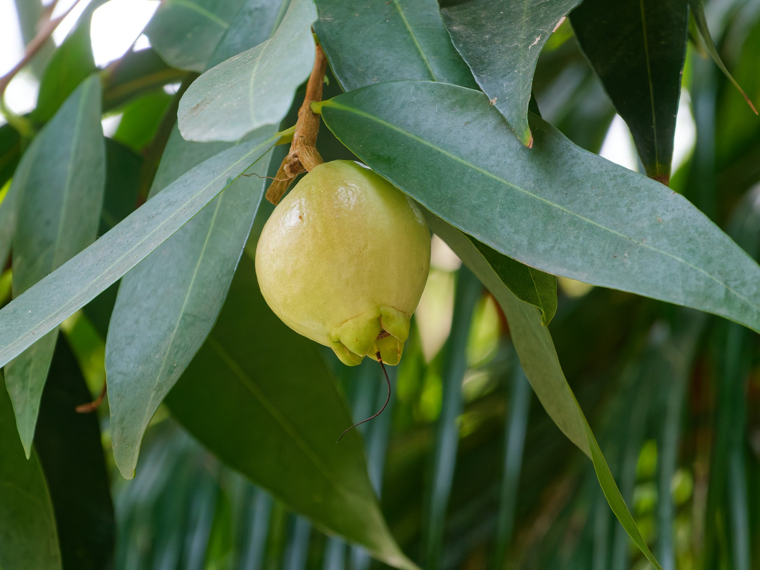 Хайнань 2026, флора, цветы и деревья. Фотопрогулки по Миру