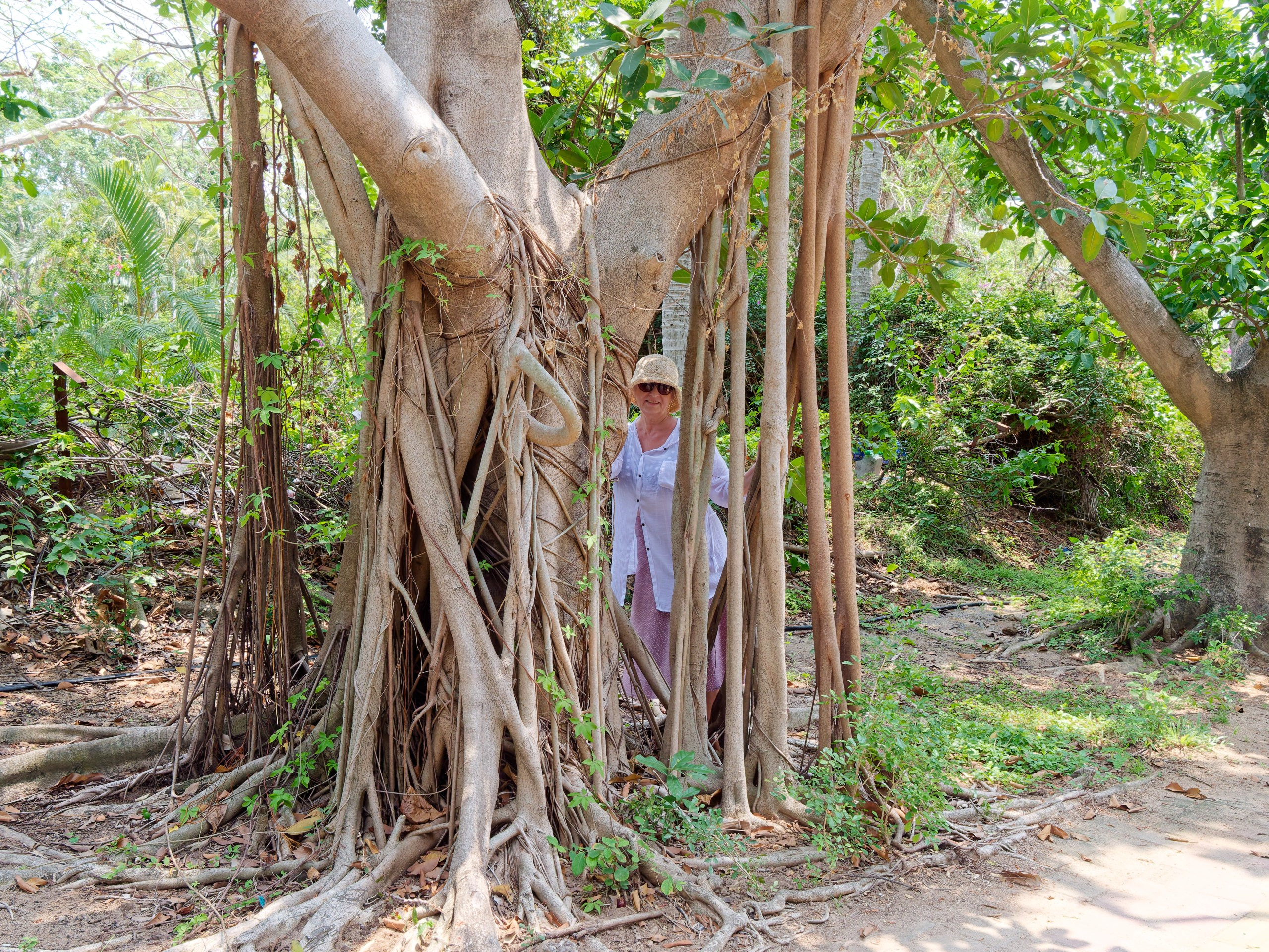 Хайнань 2026, флора, цветы и деревья. Фотопрогулки по Миру