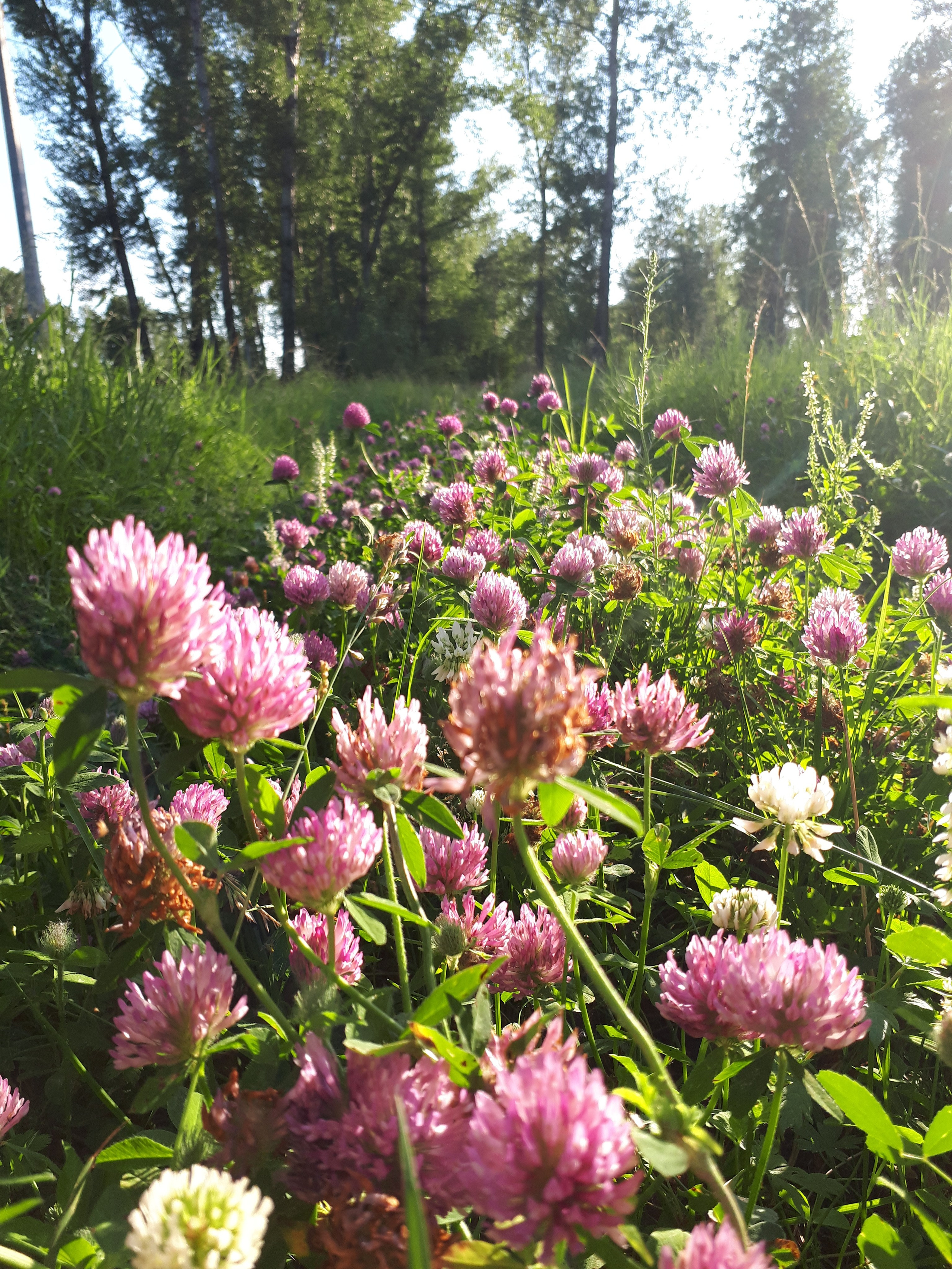 Фото на телефон. Фотошкола и фотокурсы в Абакане