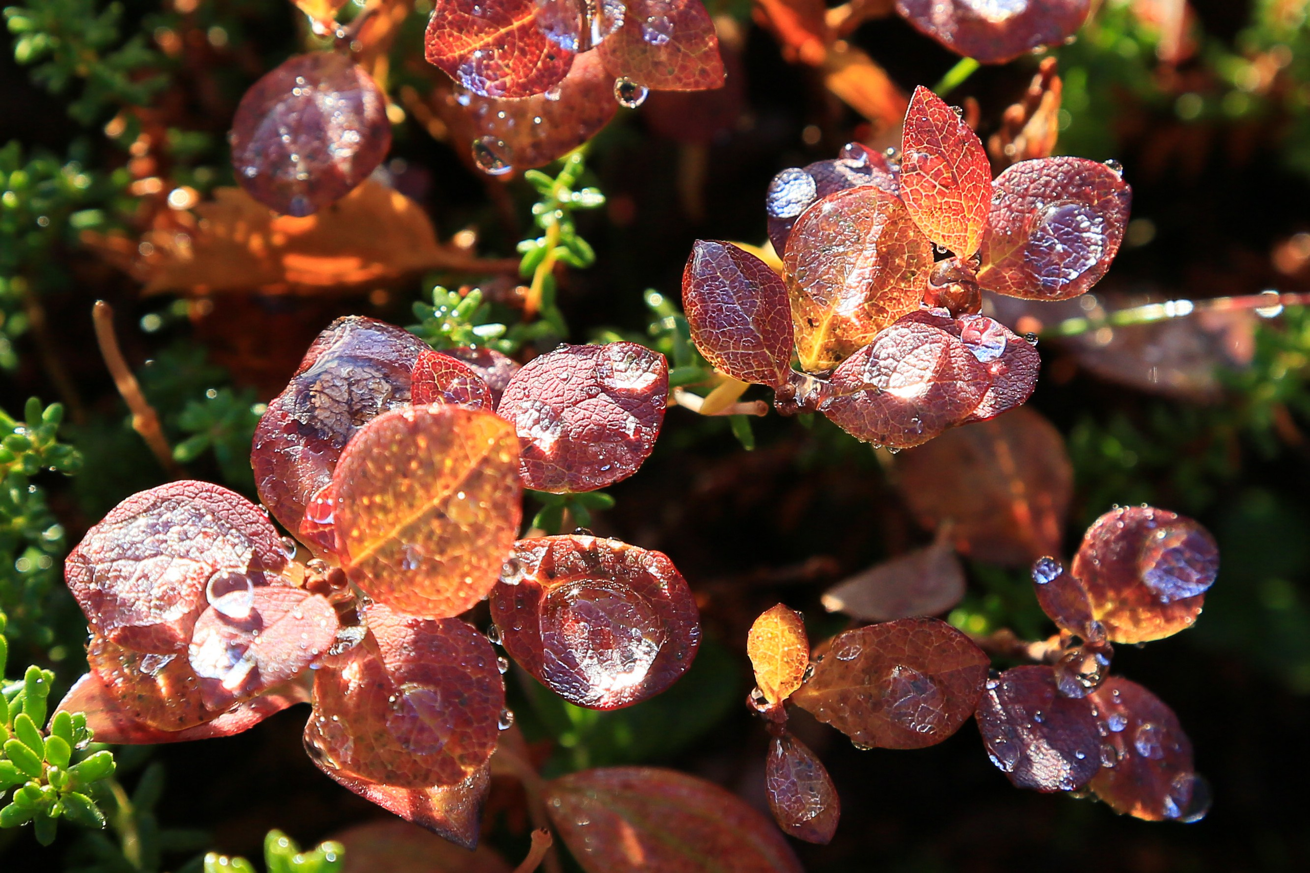 Мир растений. Пейзажи Крайнего Севера. Баренцево море, Рыбачий, Средний, Немецкий