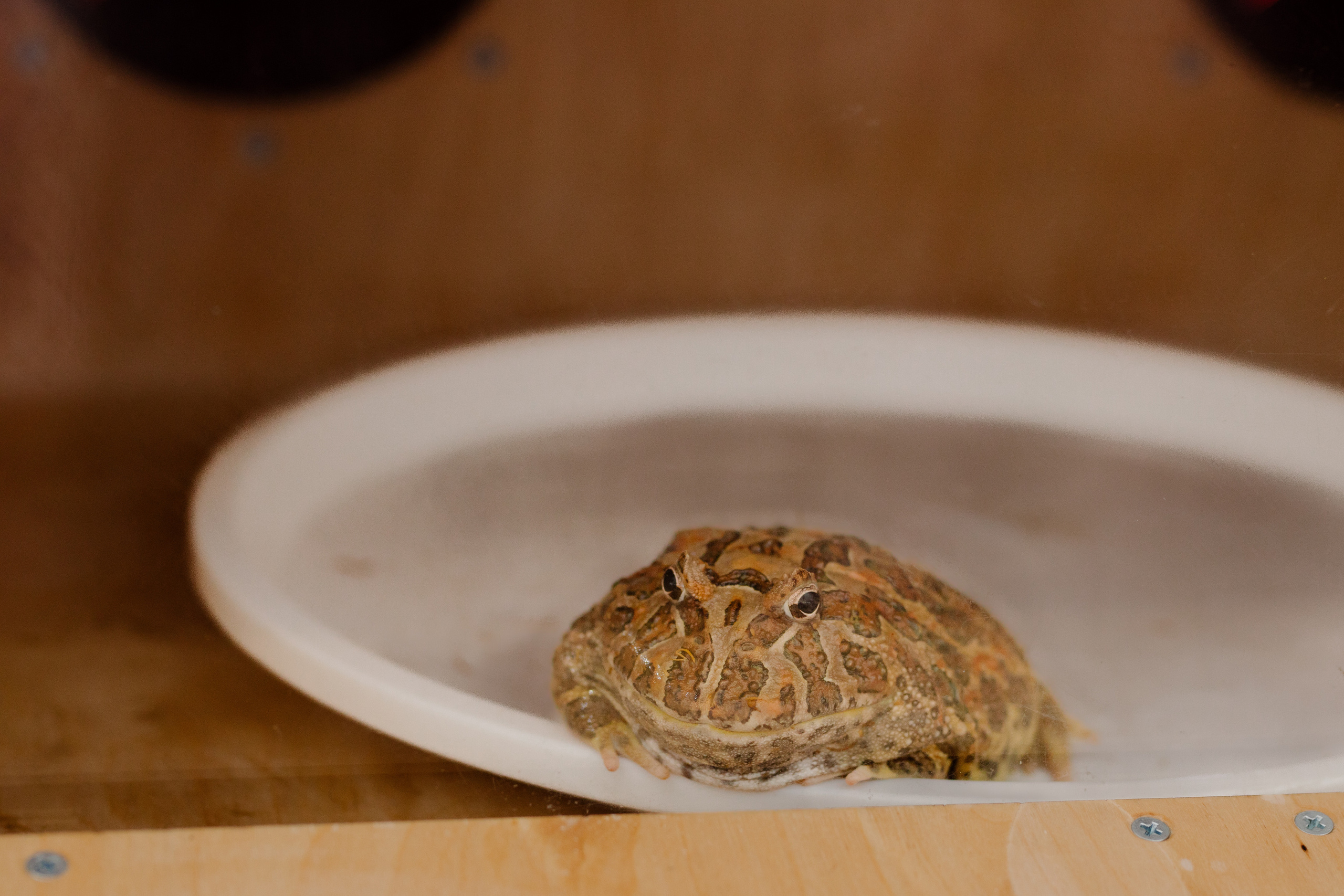 World Class. Регата. Организатор -Елена Гаманович. Главная