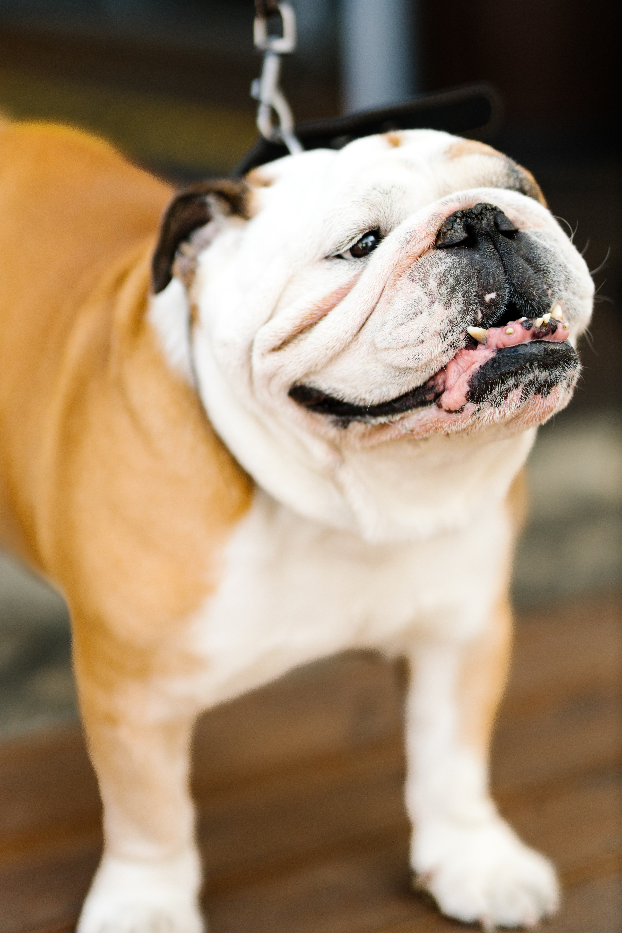 World Class. Регата. Организатор -Елена Гаманович. Главная