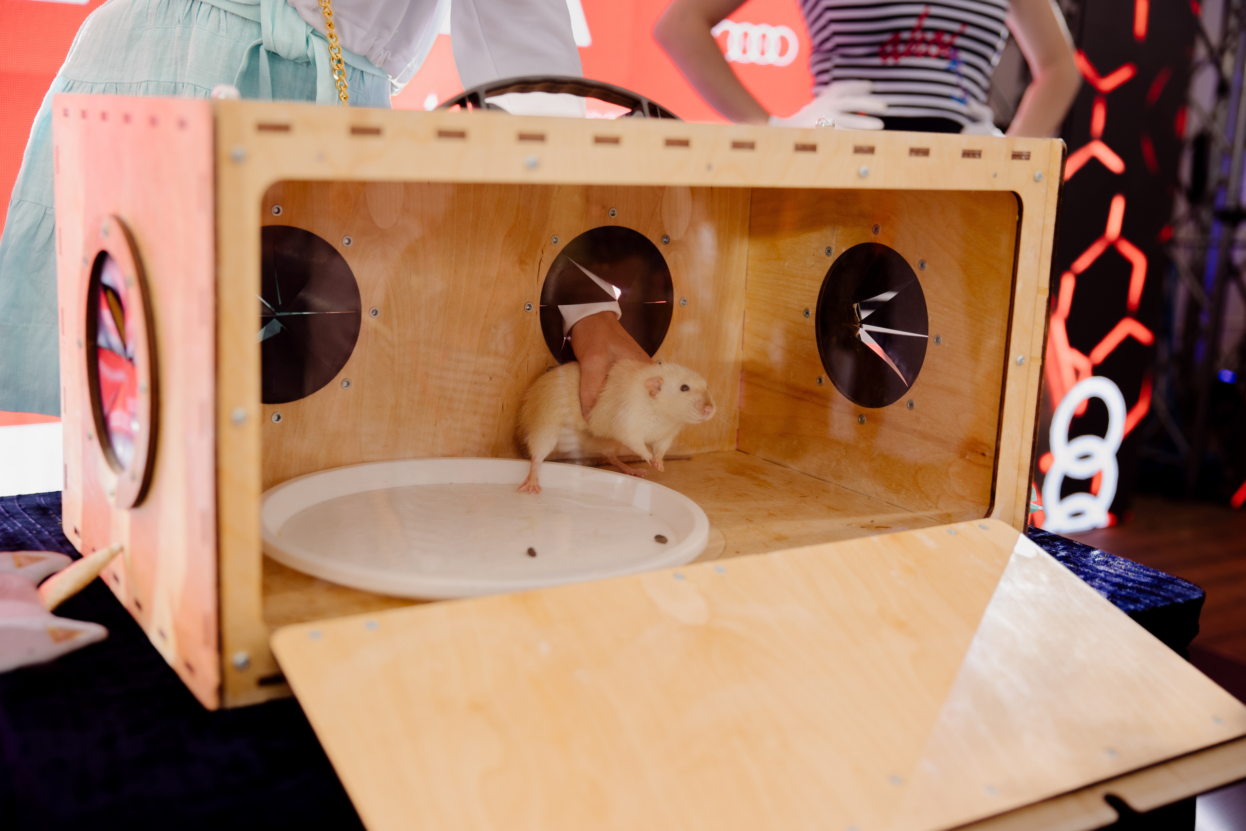 World Class. Регата. Организатор -Елена Гаманович. Главная