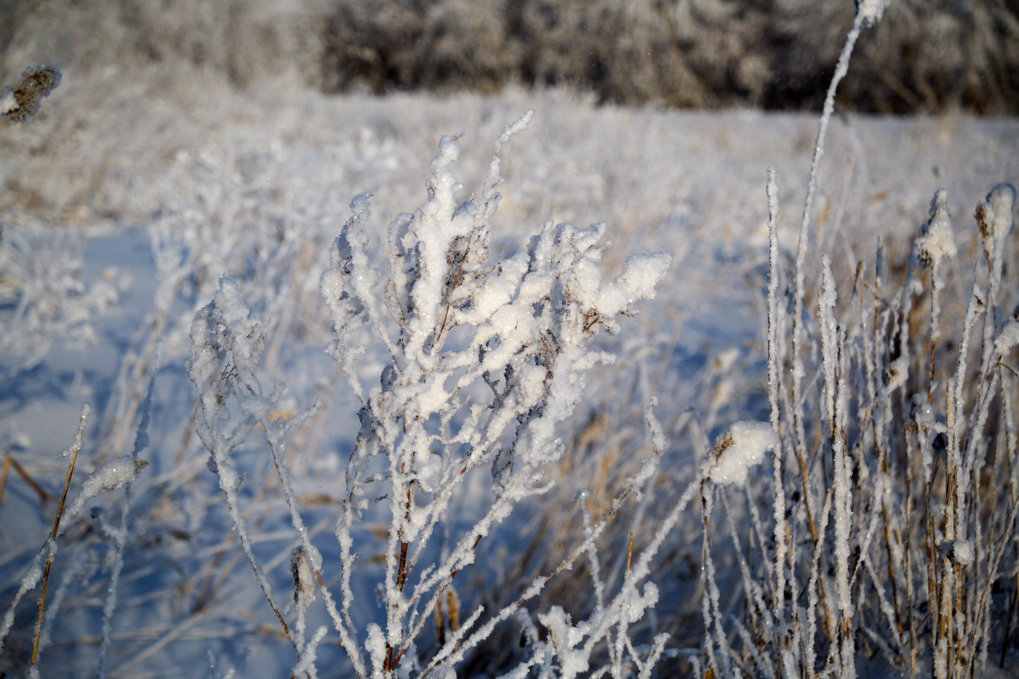 Предновогодняя сказка. Фотограф Омск | Александр Вандеров