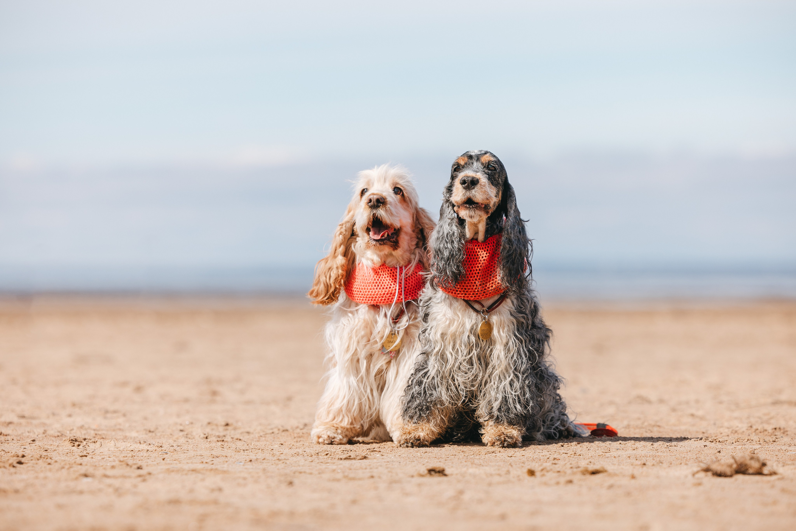 Спанимания. Фотограф анималист Осипчикова Мария