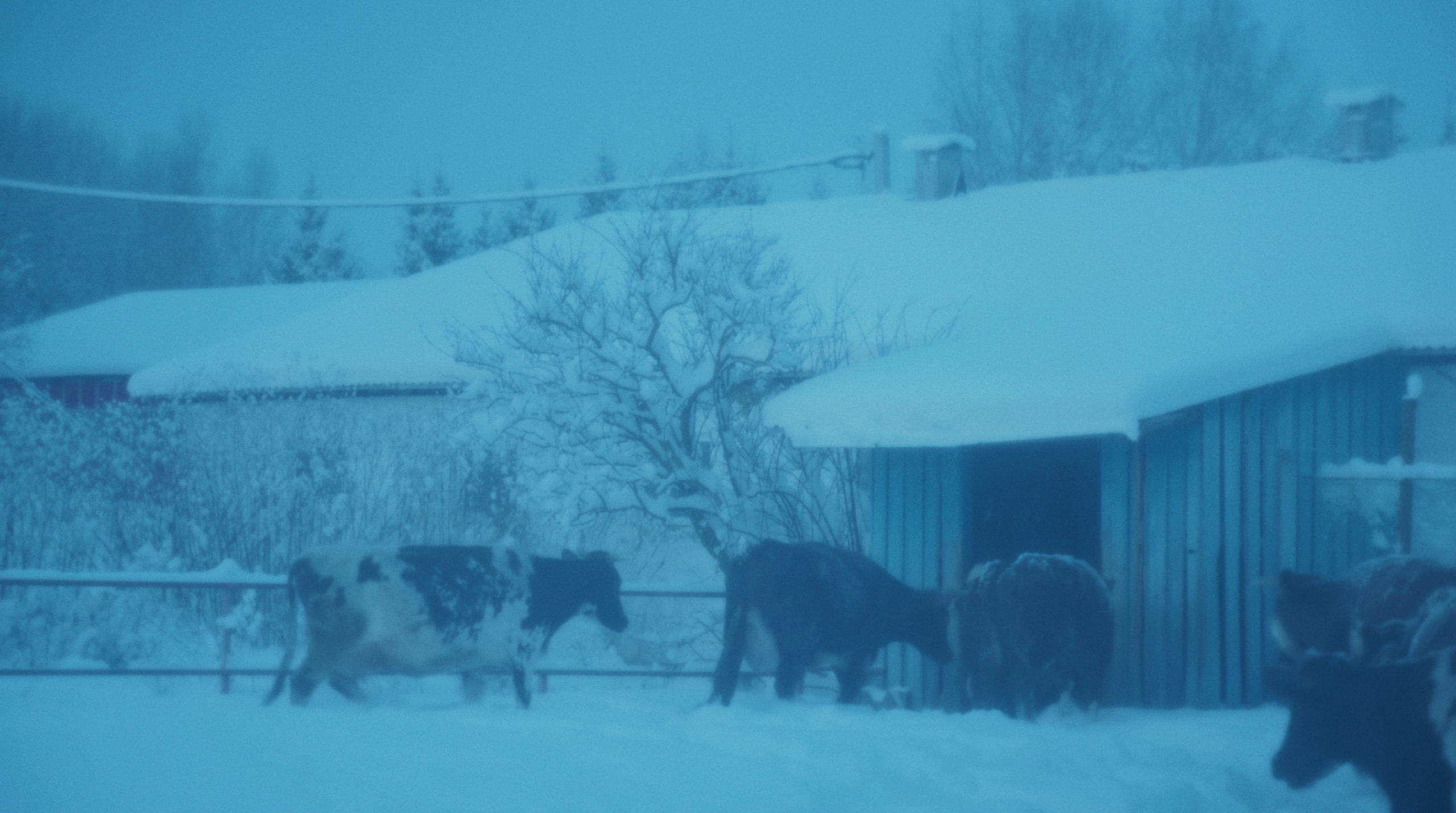 If you become human, who will swim for you. Tokcolor