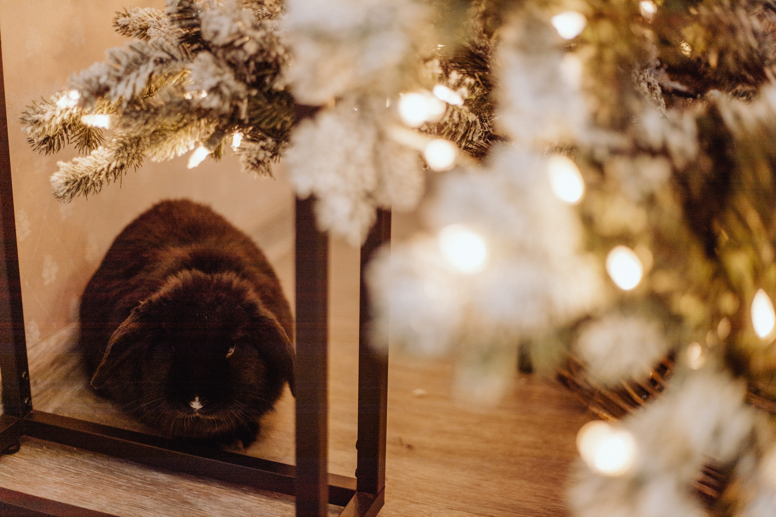 Новогодняя. Ваш фотограф в Красноярске Александра Кириллова