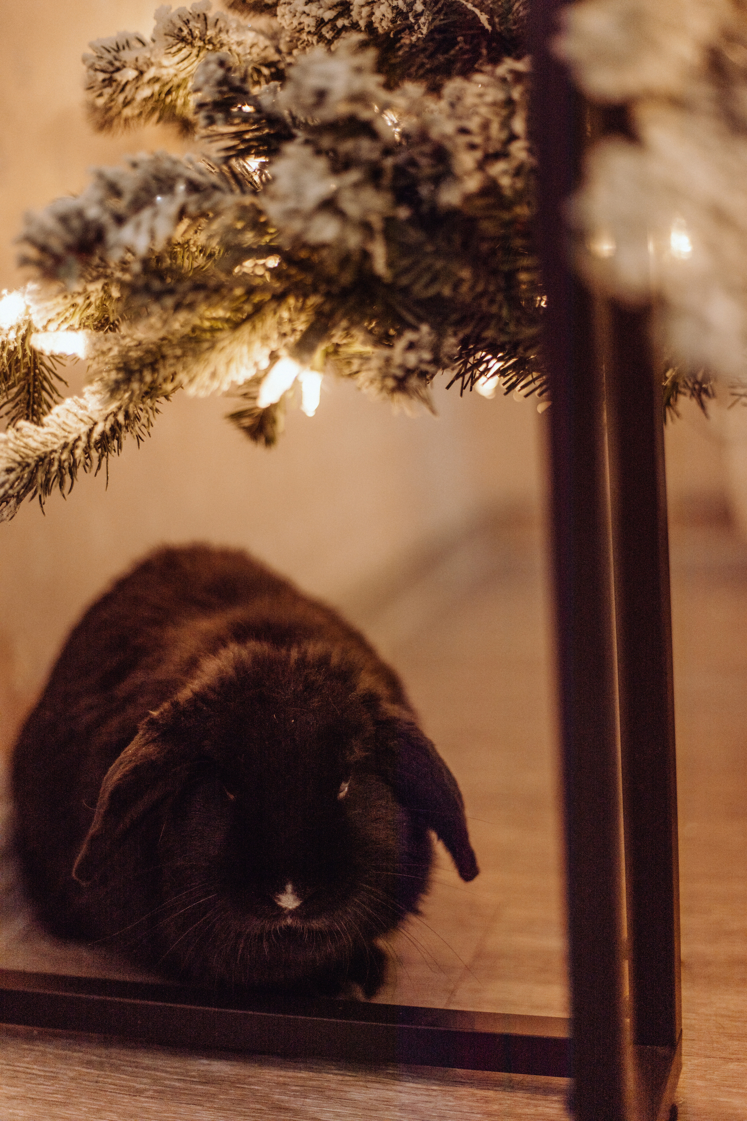 Новогодняя. Ваш фотограф в Красноярске Александра Кириллова