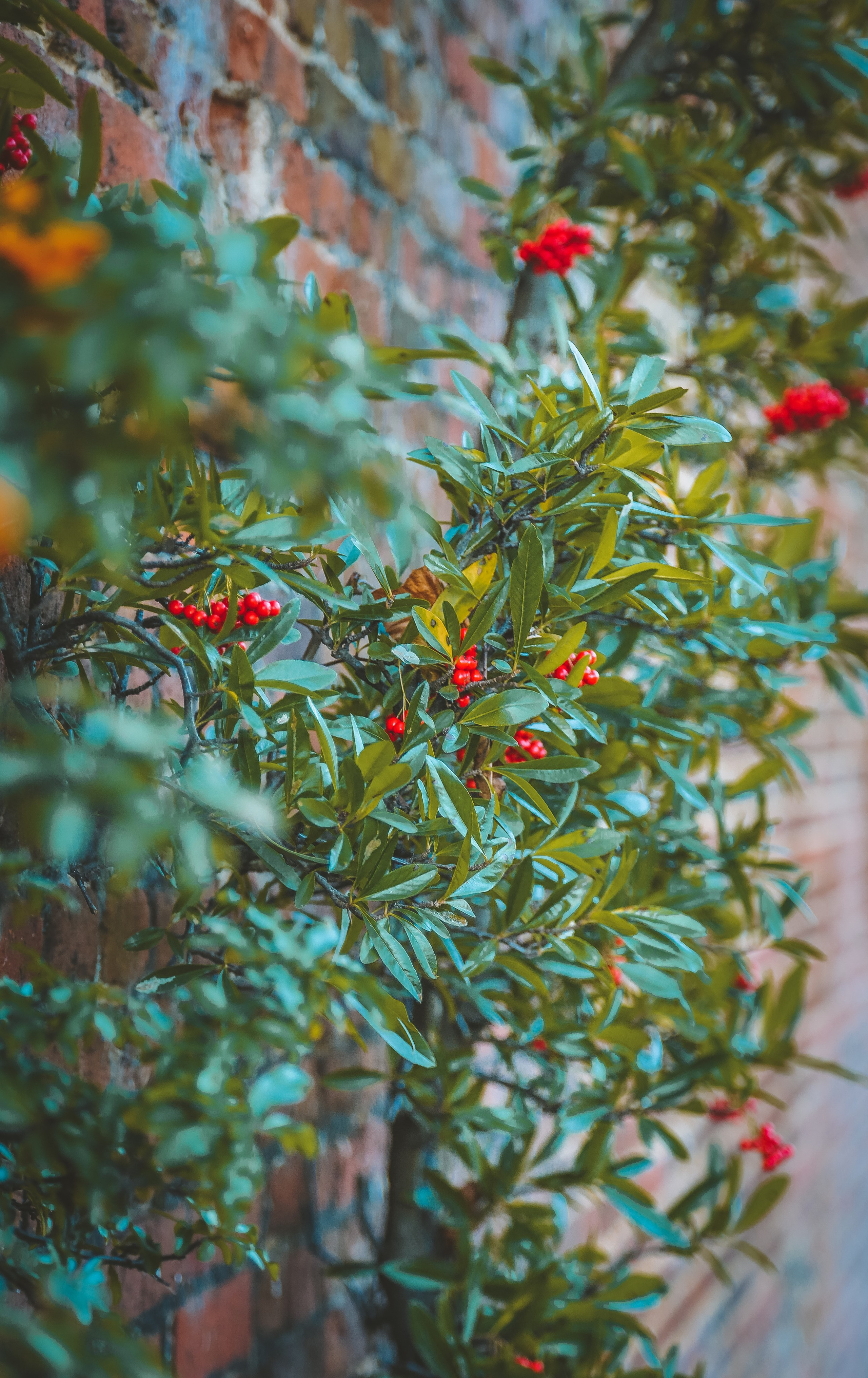 Англия: Лондон цветущий. Дарья Письменюк / Darya Leitstern — фотограф, музыкант, журналист, путешественник