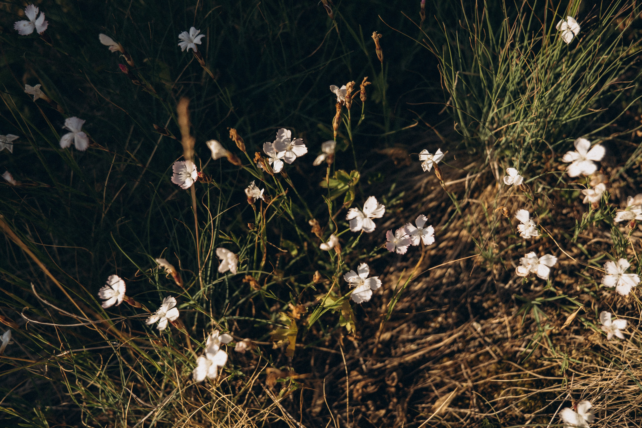 Gregory, Marina & Martina. Olga Antipova — photographer