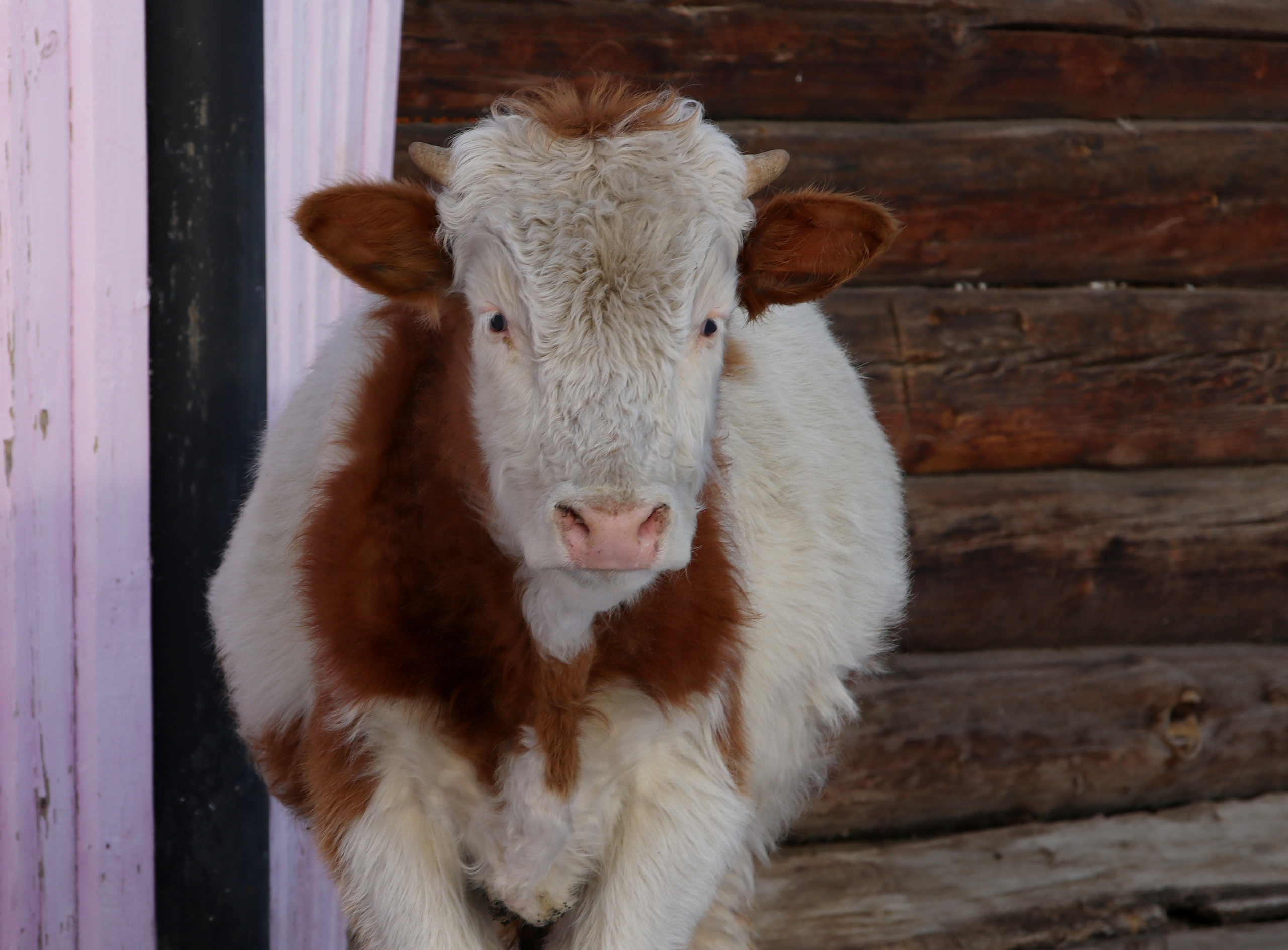 Аршан. Февраль 2025. Путешественник-фотограф из Санкт-Петербурга Татьяна Свистулина