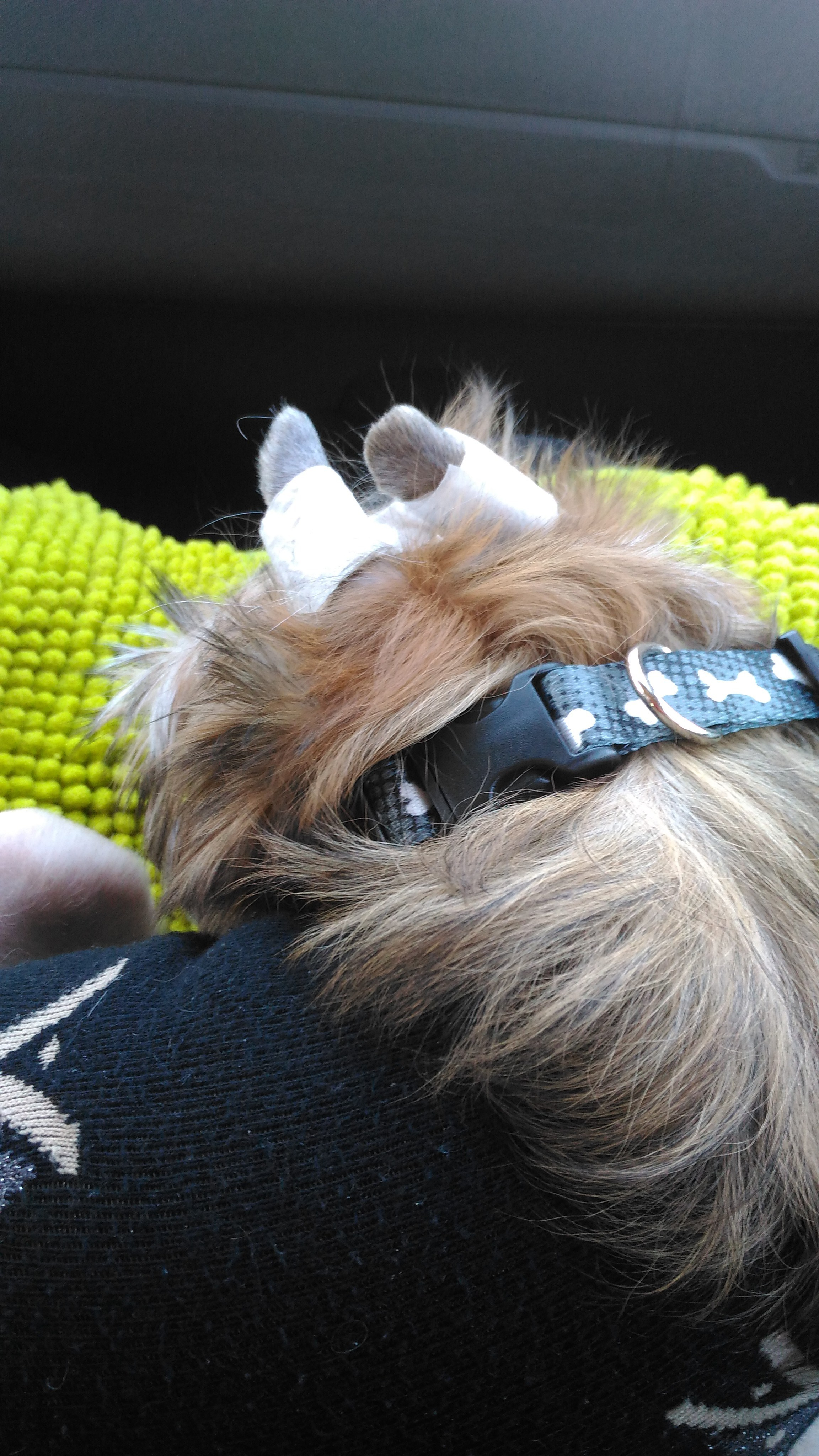 Lux, a new member of the family. Poale Ell Chinese Crested Dog Kennel: Buy a puppy from the kennel