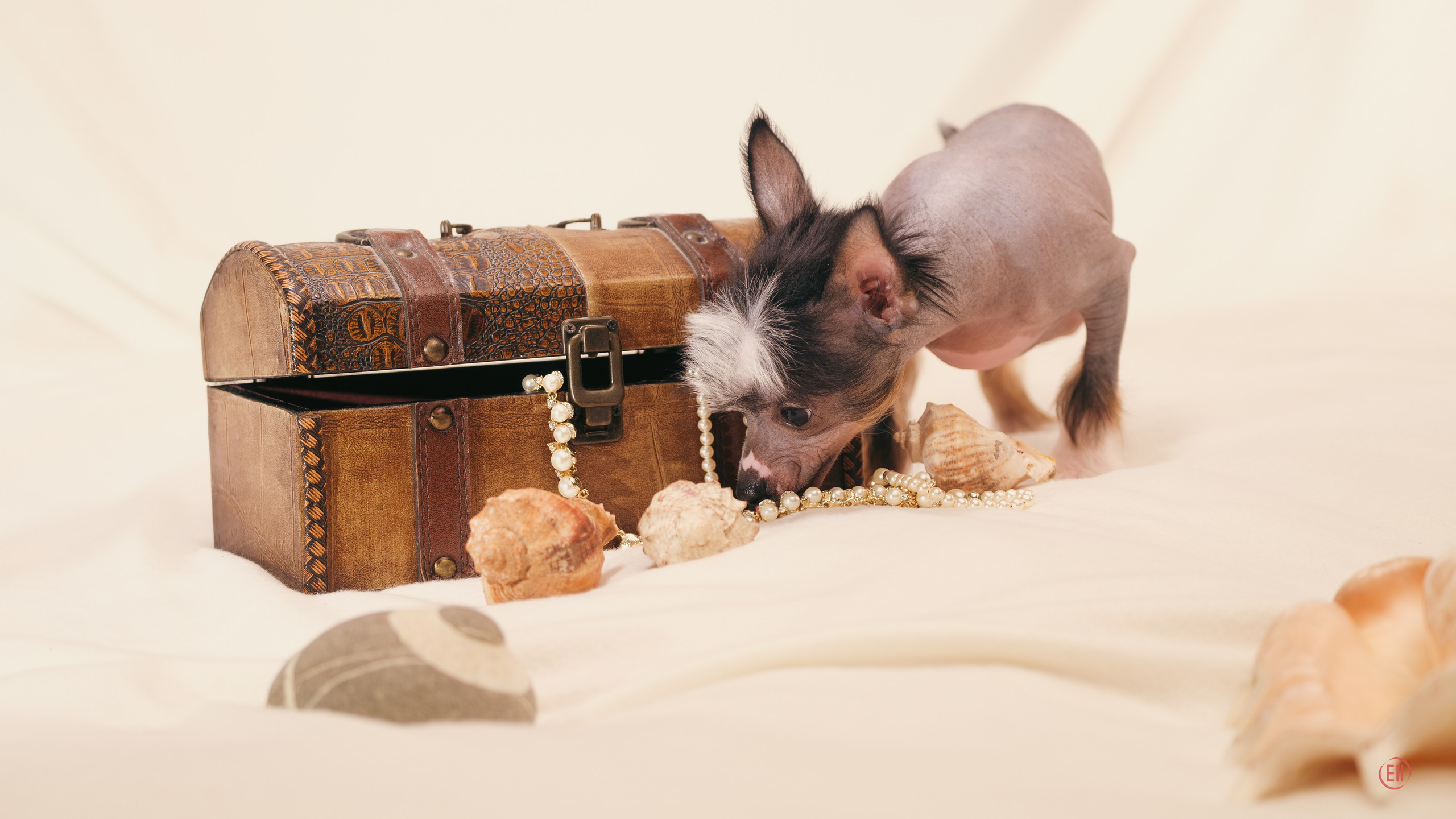 Poale Ell Vinsent. Chinese Crested Dog Kennel Poale Ell