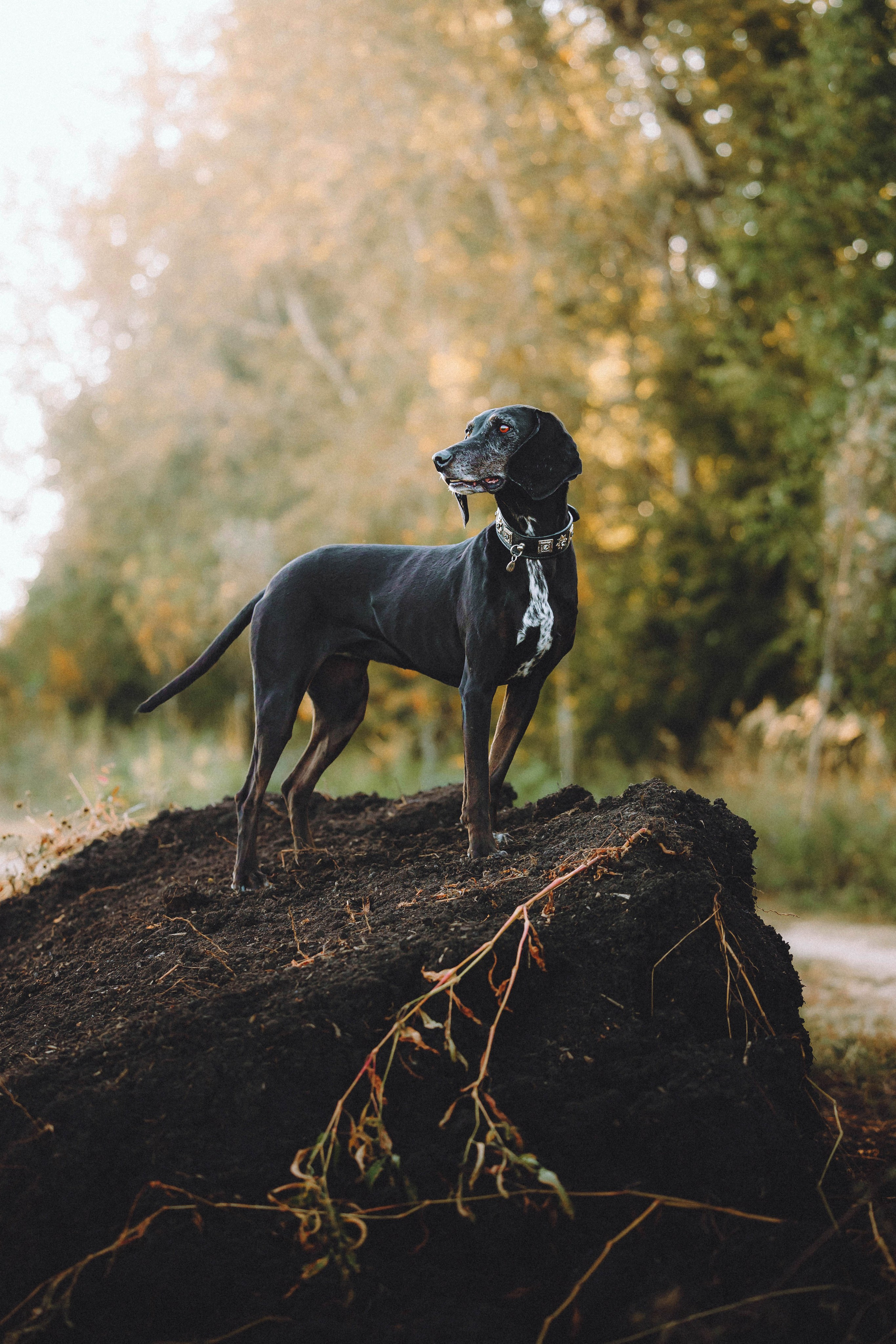 Камри и Пафи
