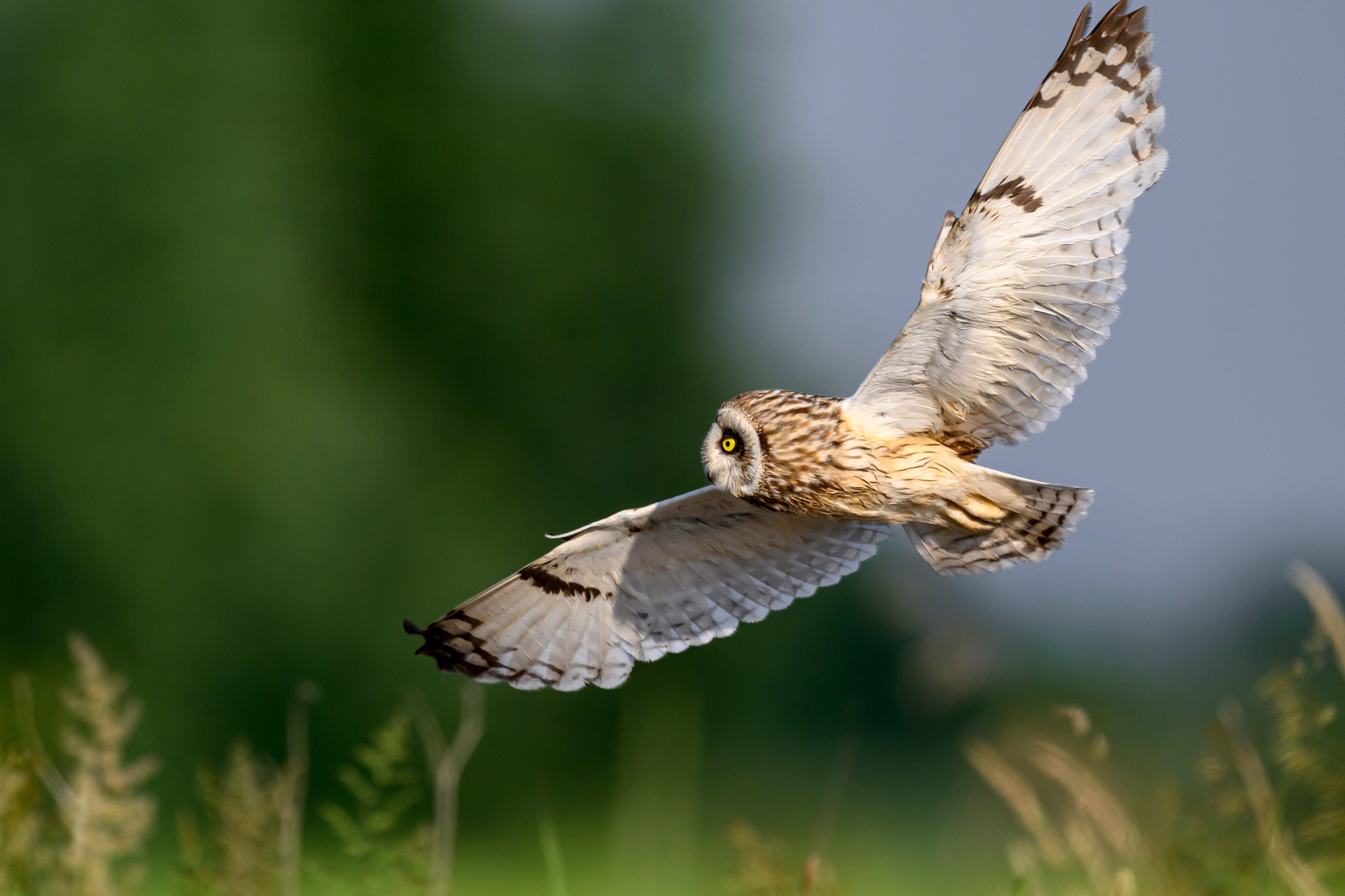 Short eared owl. Wildlife photography by Sergey Puponin