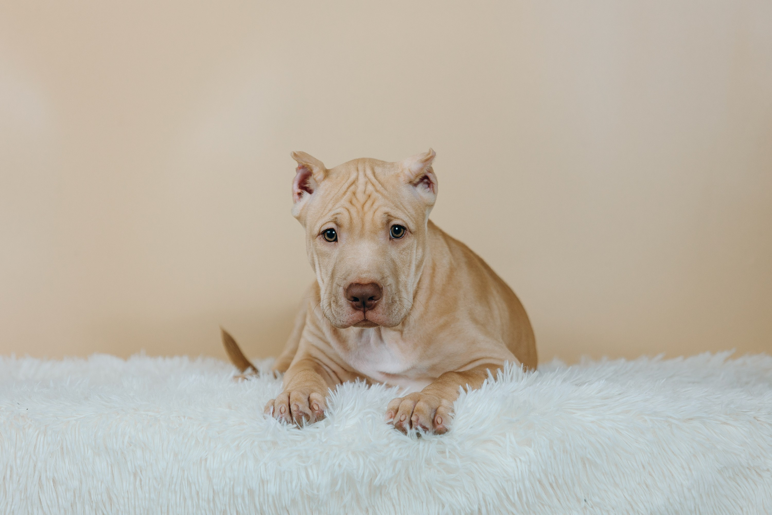 Фотосессии помётов щенков. Фотограф. Фотограф-анималист. Москва