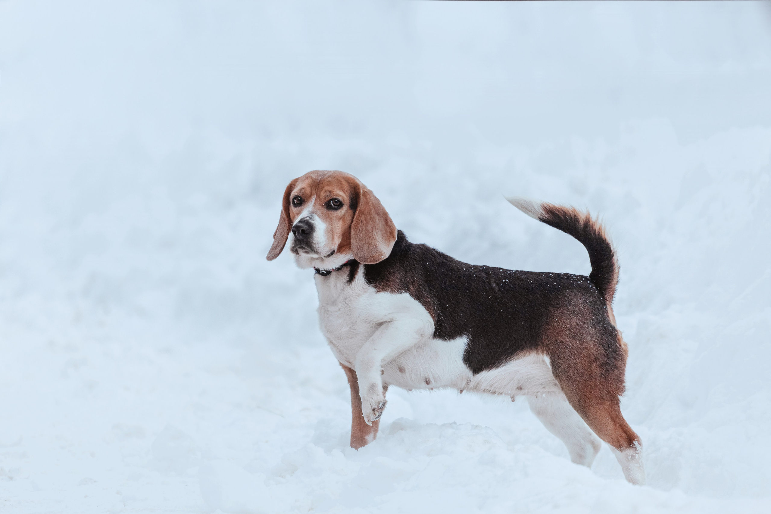 Дом для Биглей 2023. Фотограф-анималист Татьяна Степанова