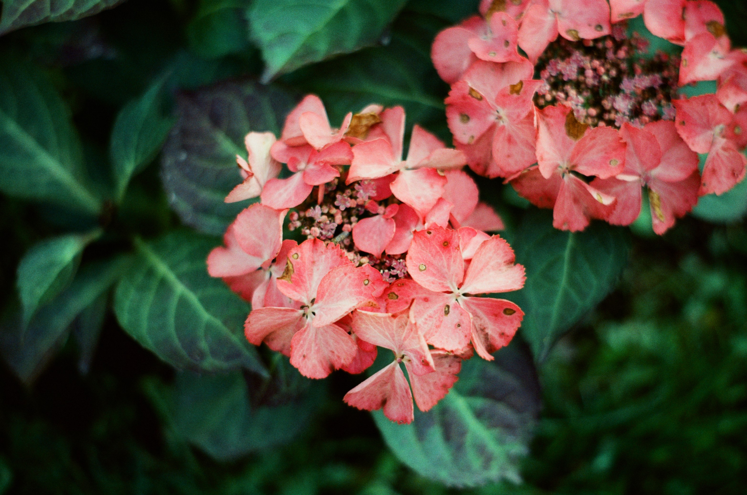 Canon 33V — Minolta MC Rokkor-PF 85 mm f1.7 | SFL 200T | июль 2025 г