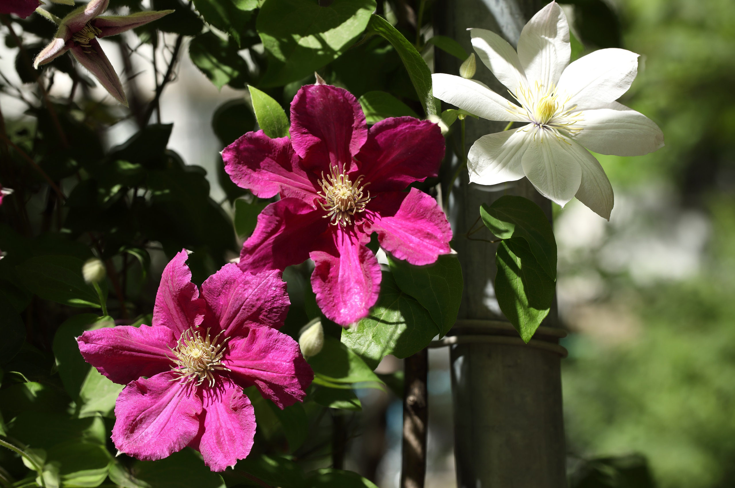 Цветы моего города. Фото-художник и Репортажный фотограф Николаев Александр Алексеевич