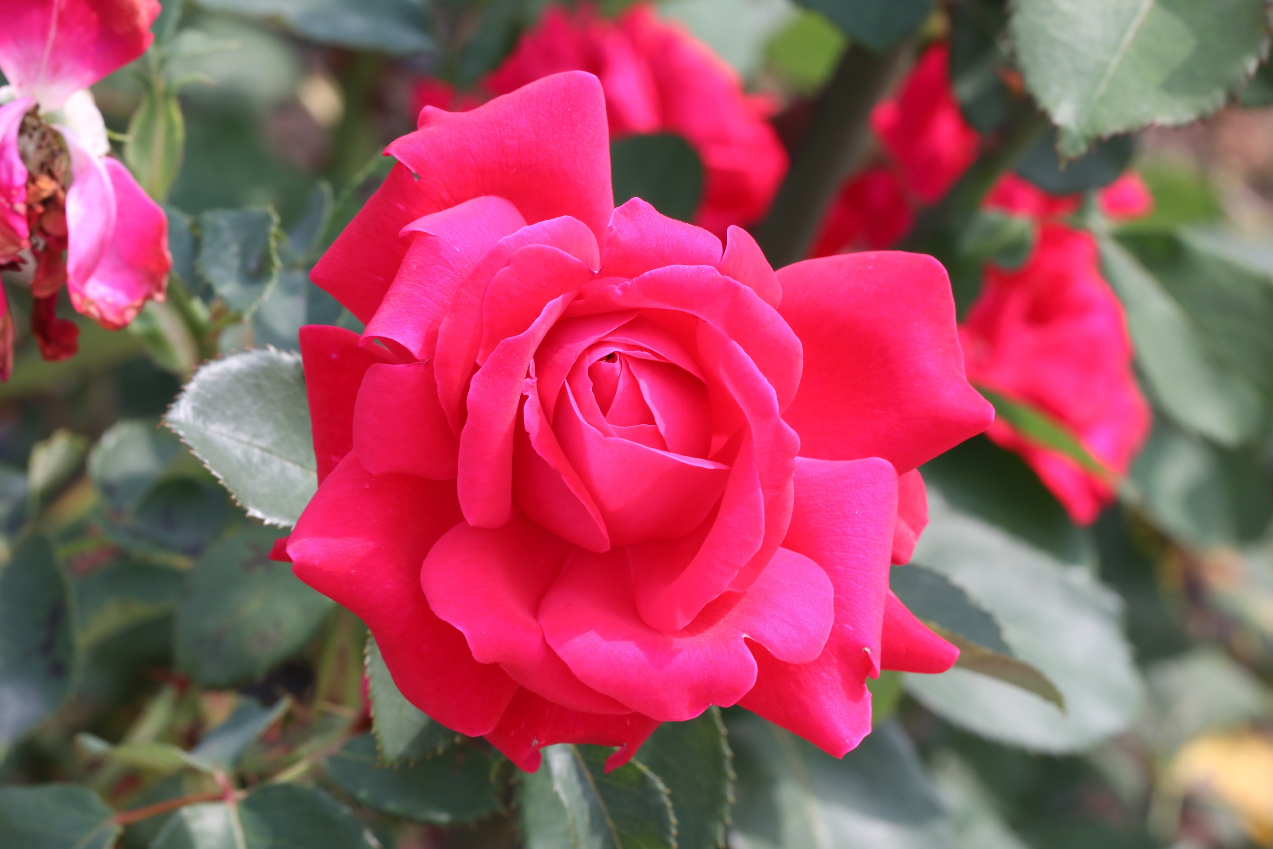 Долина роз в Кисловодске. Фото-художник и Репортажный фотограф Николаев Александр Алексеевич