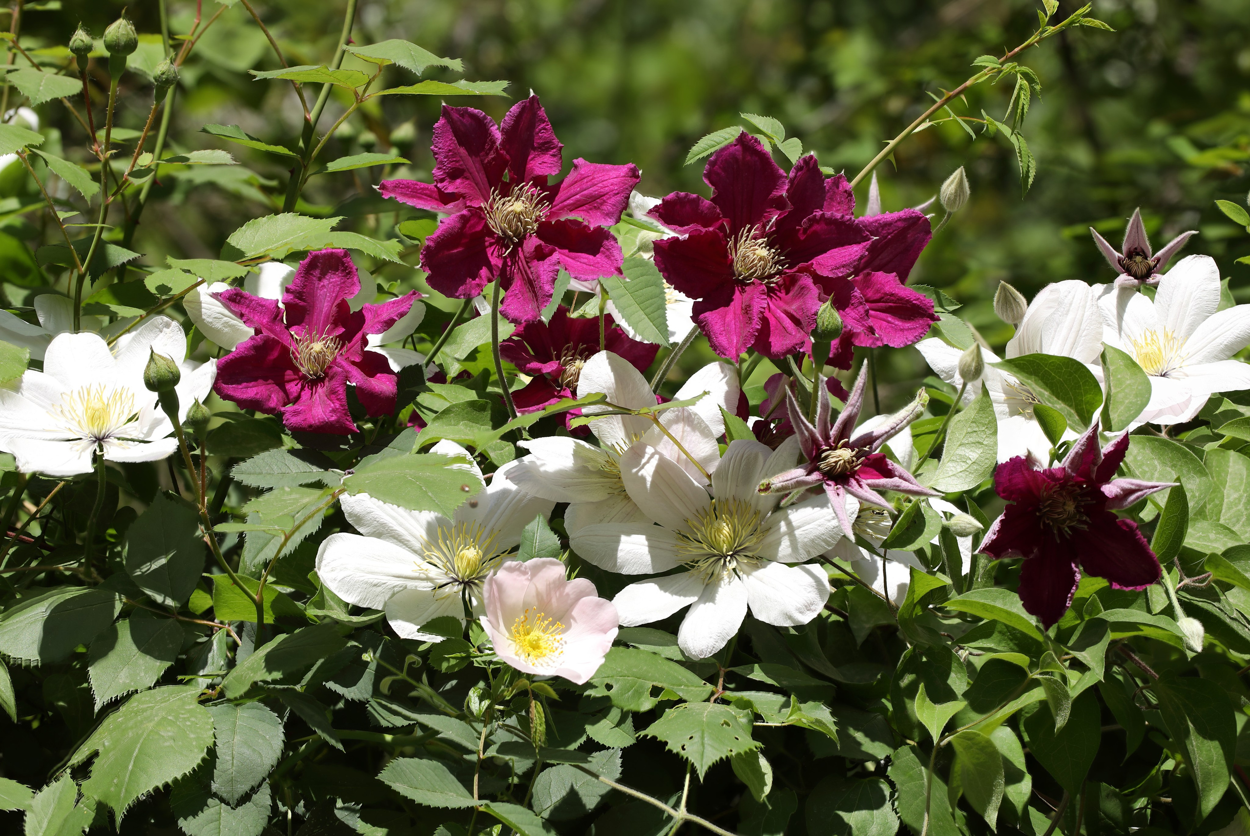 Цветы моего города. Фото-художник и Репортажный фотограф Николаев Александр Алексеевич