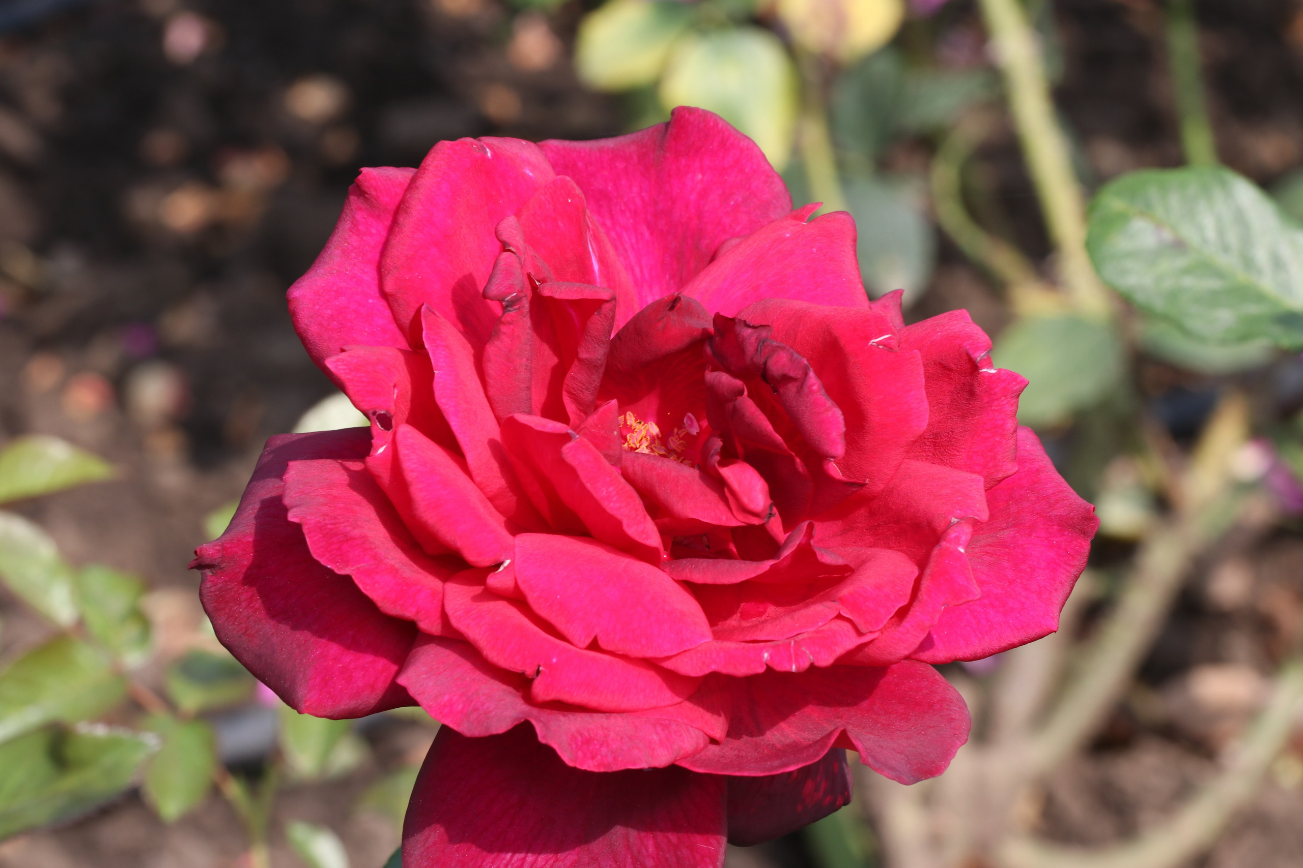 Долина роз в Кисловодске. Фото-художник и Репортажный фотограф Николаев Александр Алексеевич