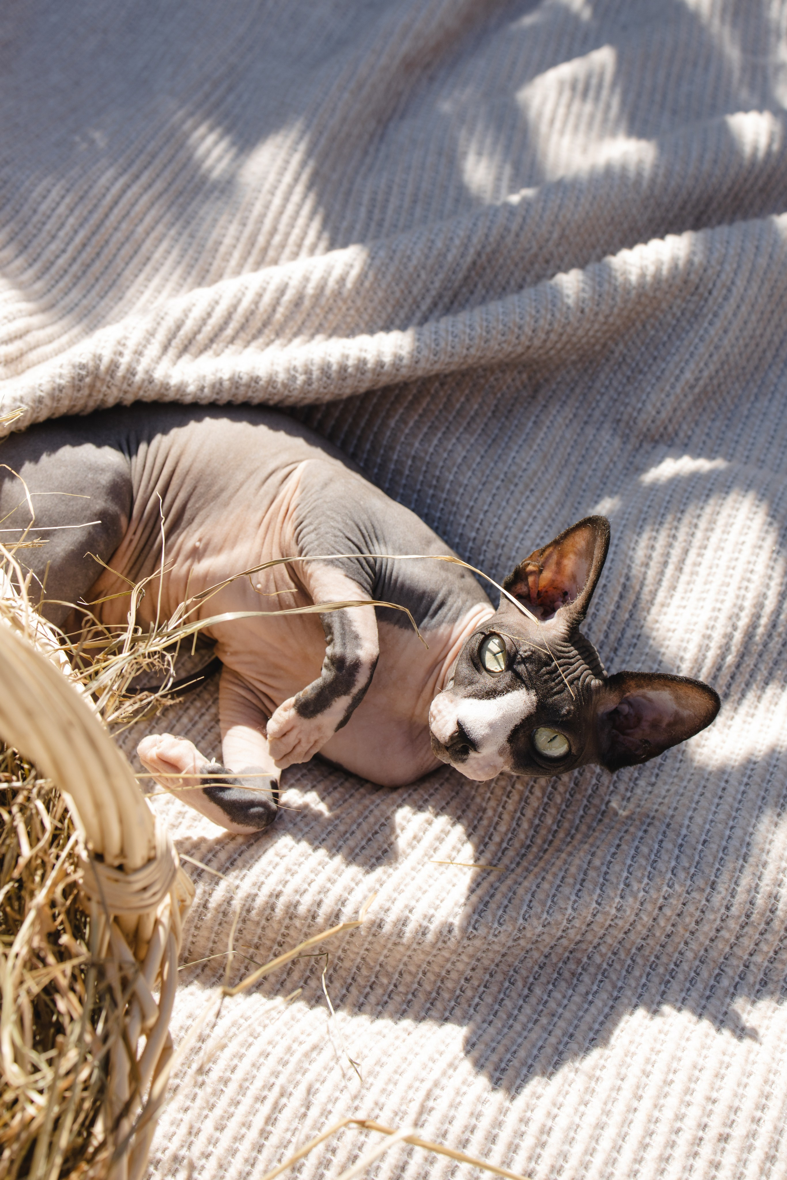 Семейная история. Фотограф Москва, Светлана Королева