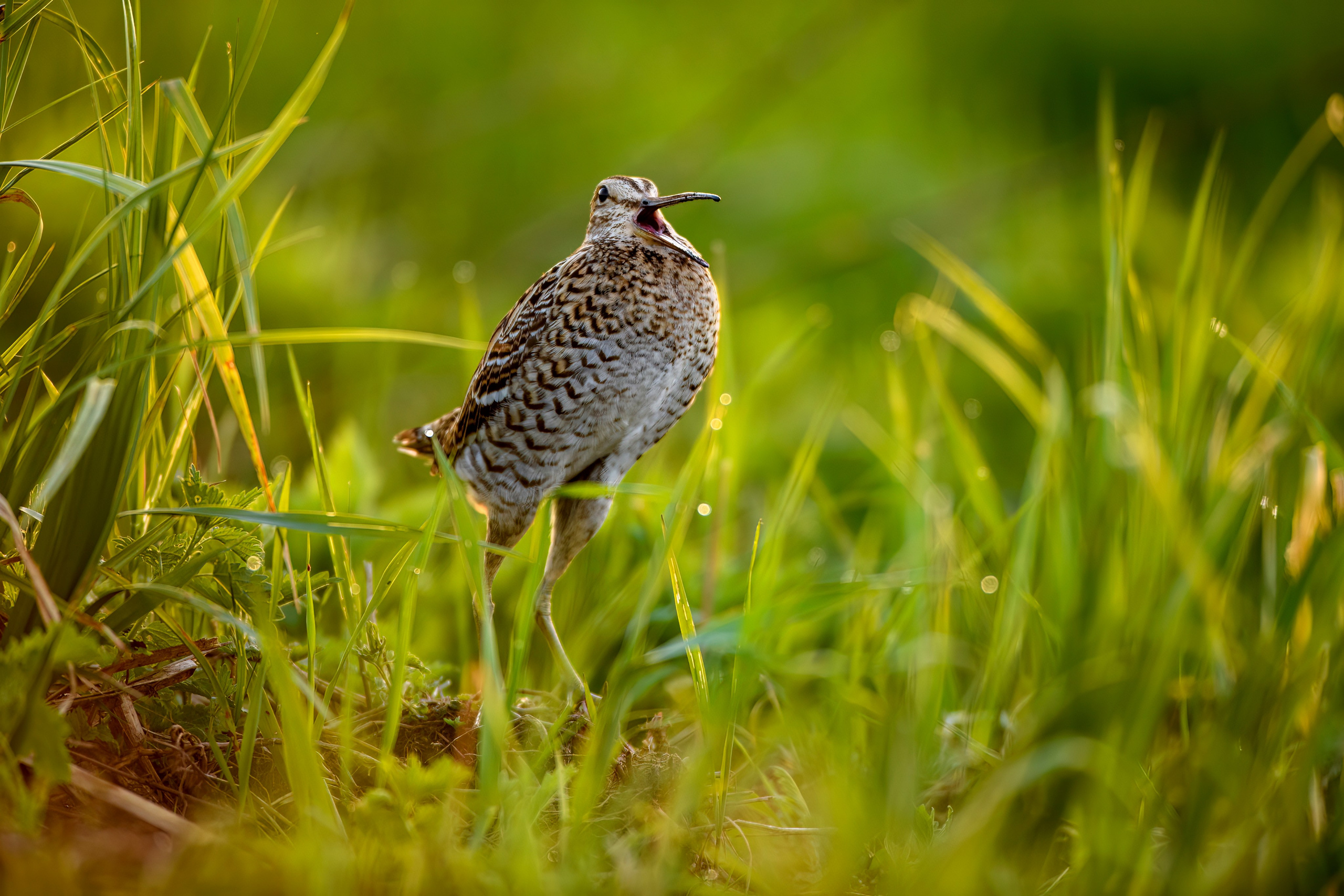 На дупелином току. Фотограф Сергей Пупонин