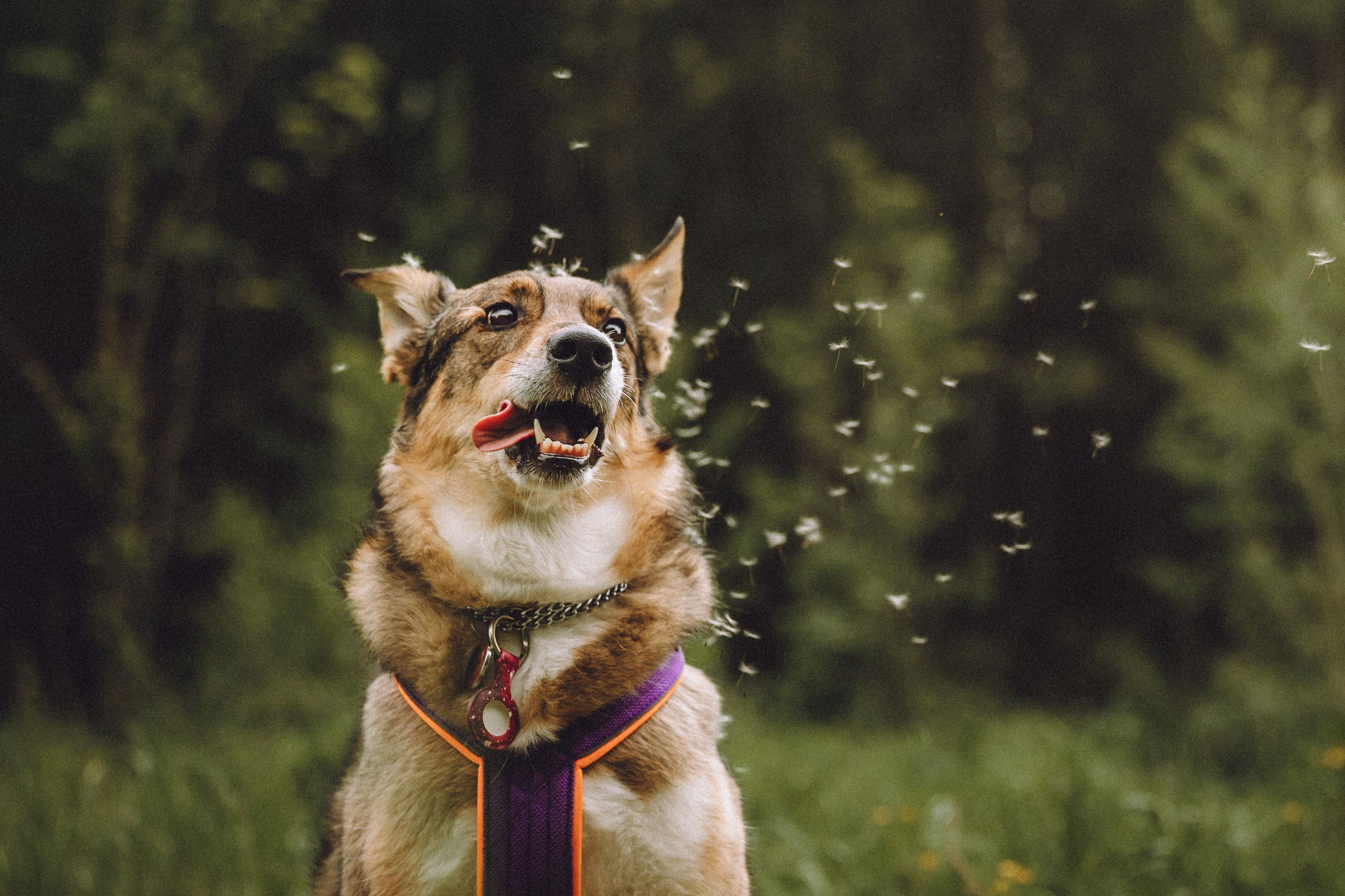 Груша, Данни, Фунтик и их семья