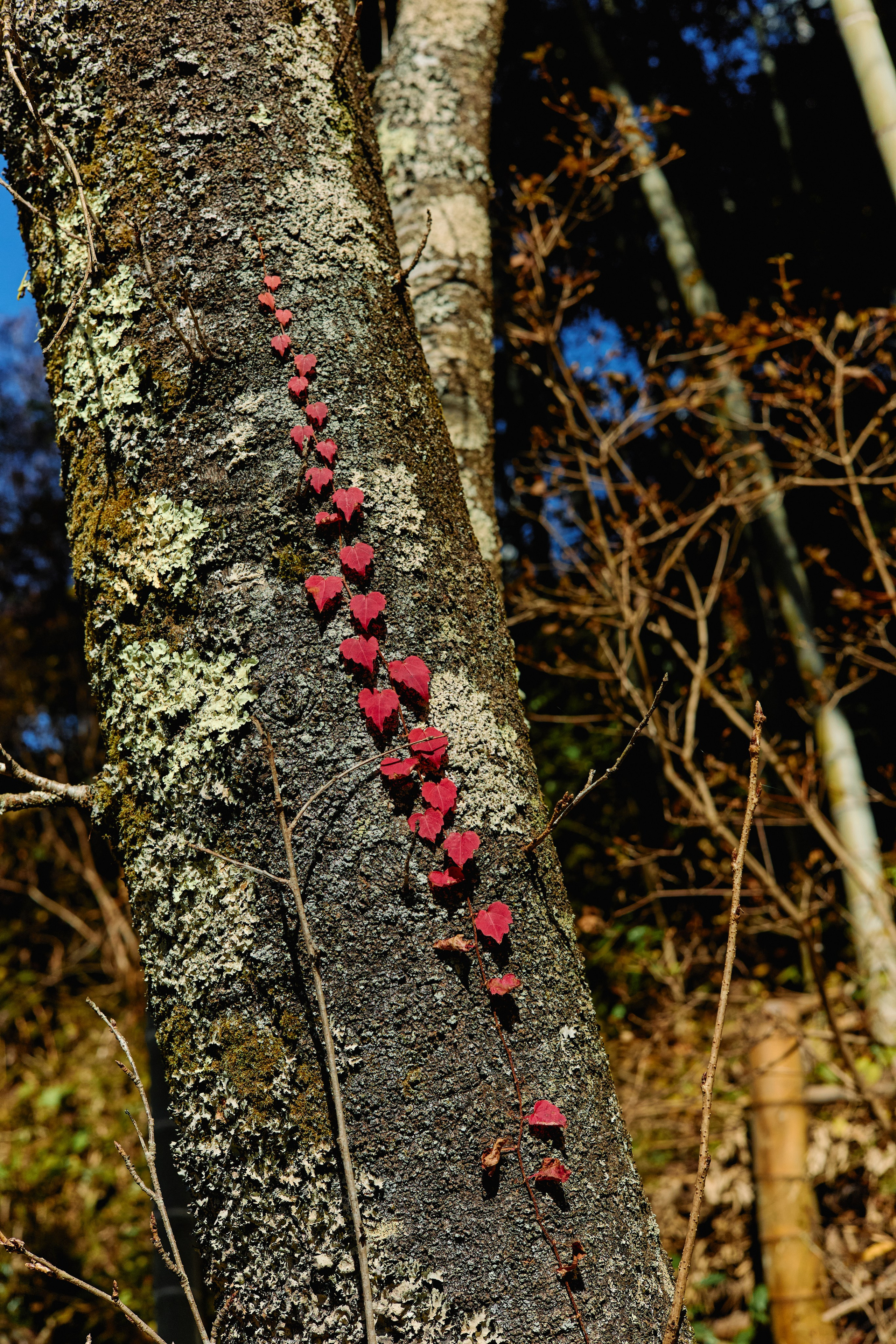 Япония. Профессиональный Фотограф во Владимире, в Москве и в Суздале — Полина Романычева