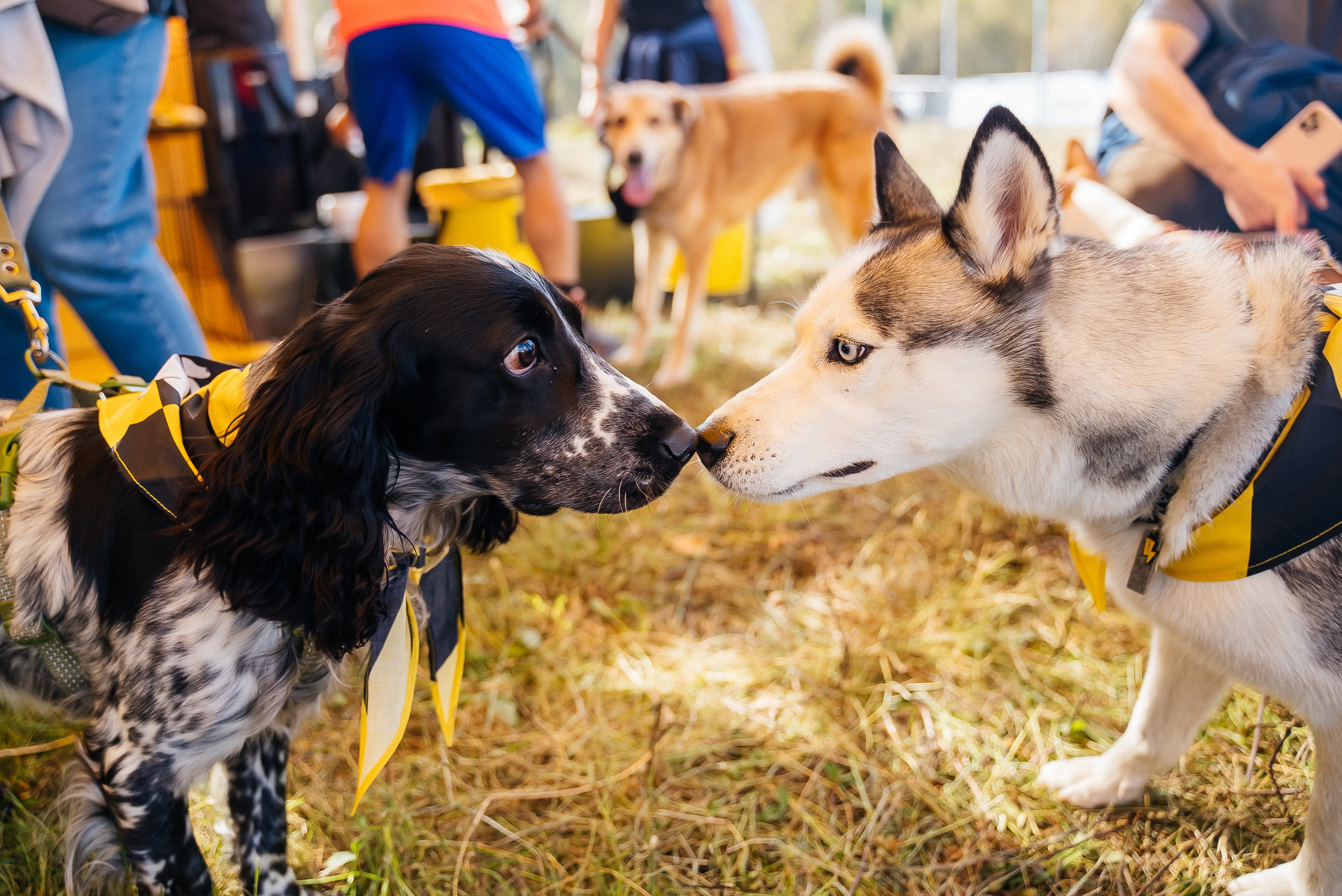 Билайн. Павел Краснов — Свадебный и репортажный фотограф в Москве