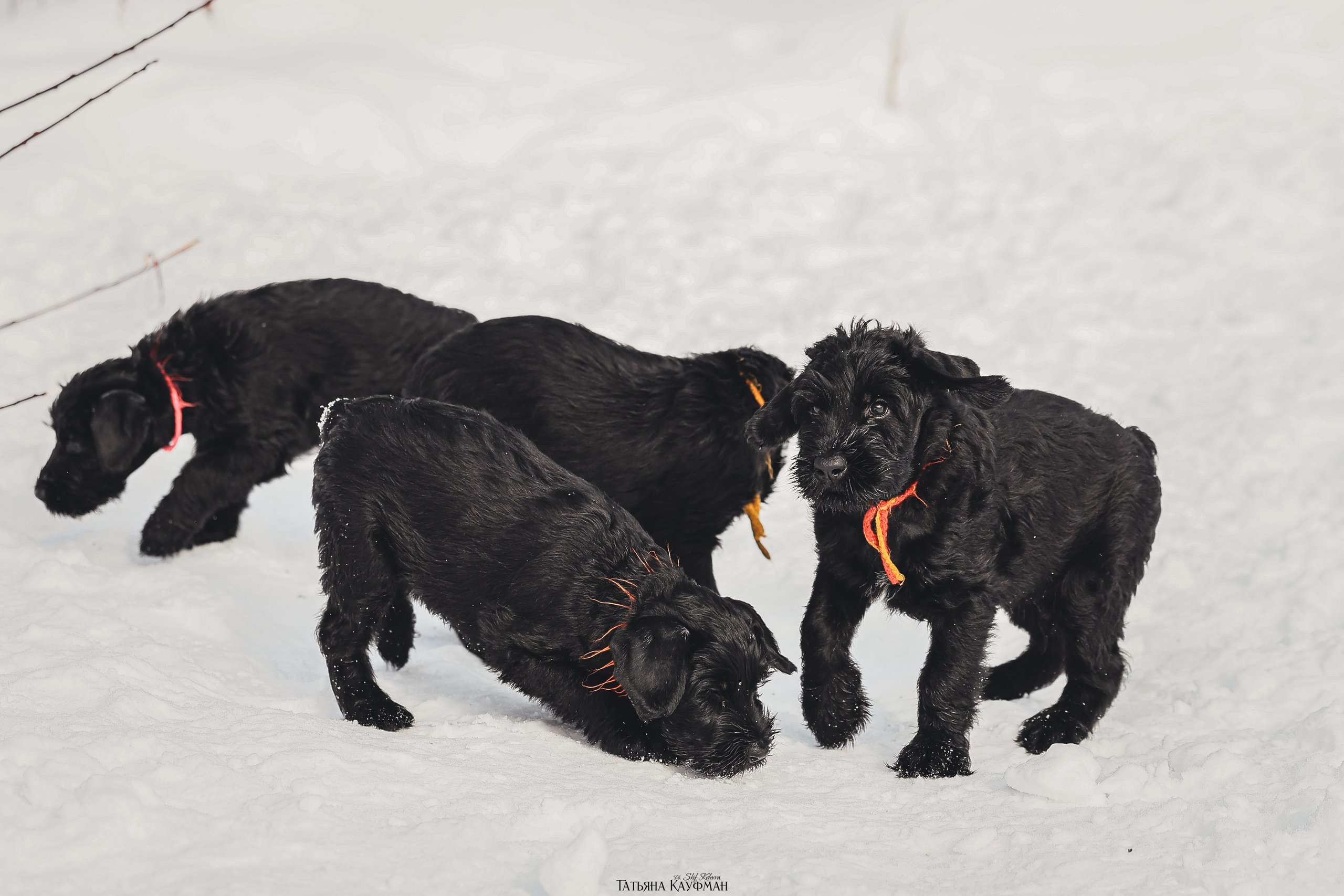Ризеншнауцер, щенки ризеншнауцера, купить ризеншнауцера, купить щенка, ризеншнауцер Новосибирск, фотосъемка щенков, фотосессия собак, заказать фотосессию, фотографии щенков, сфотографировать щенка, фотограф Анималист, фотограф собак Новосибирск, фотограф анималист Новосибирск