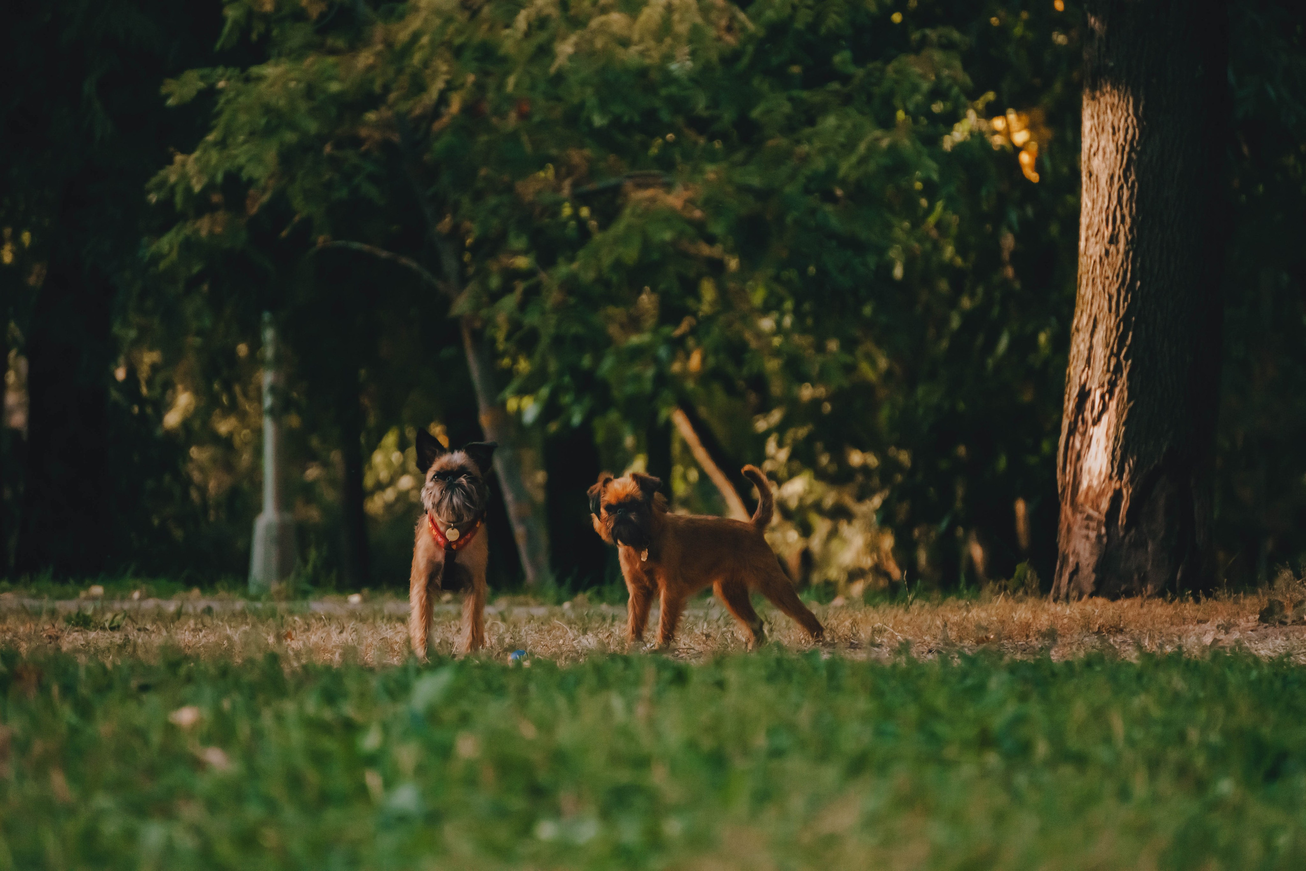 Мини-туса гриффоны и брабансоны. Фотограф-анималист Ксения Воробьева, Москва
