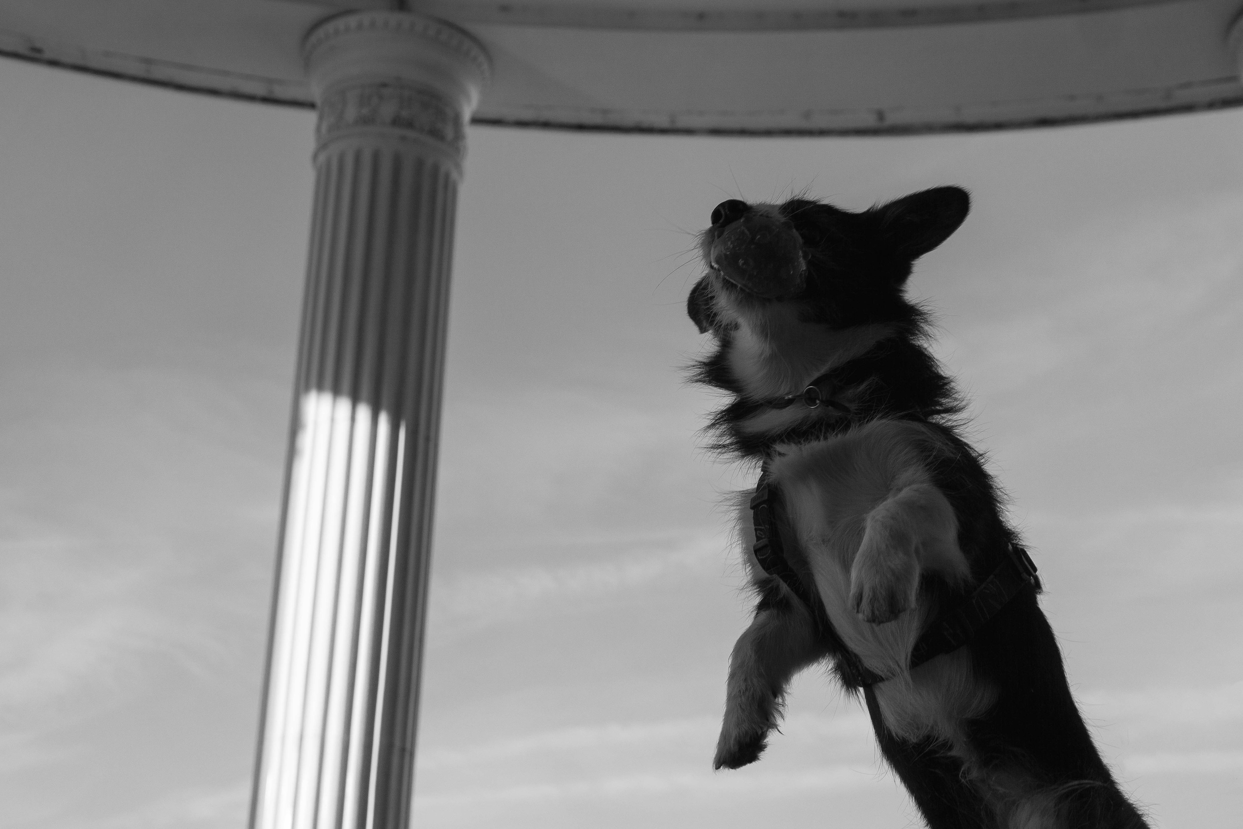 Даша и Тюбик. Фотограф-анималист Ксения Воробьева, Москва