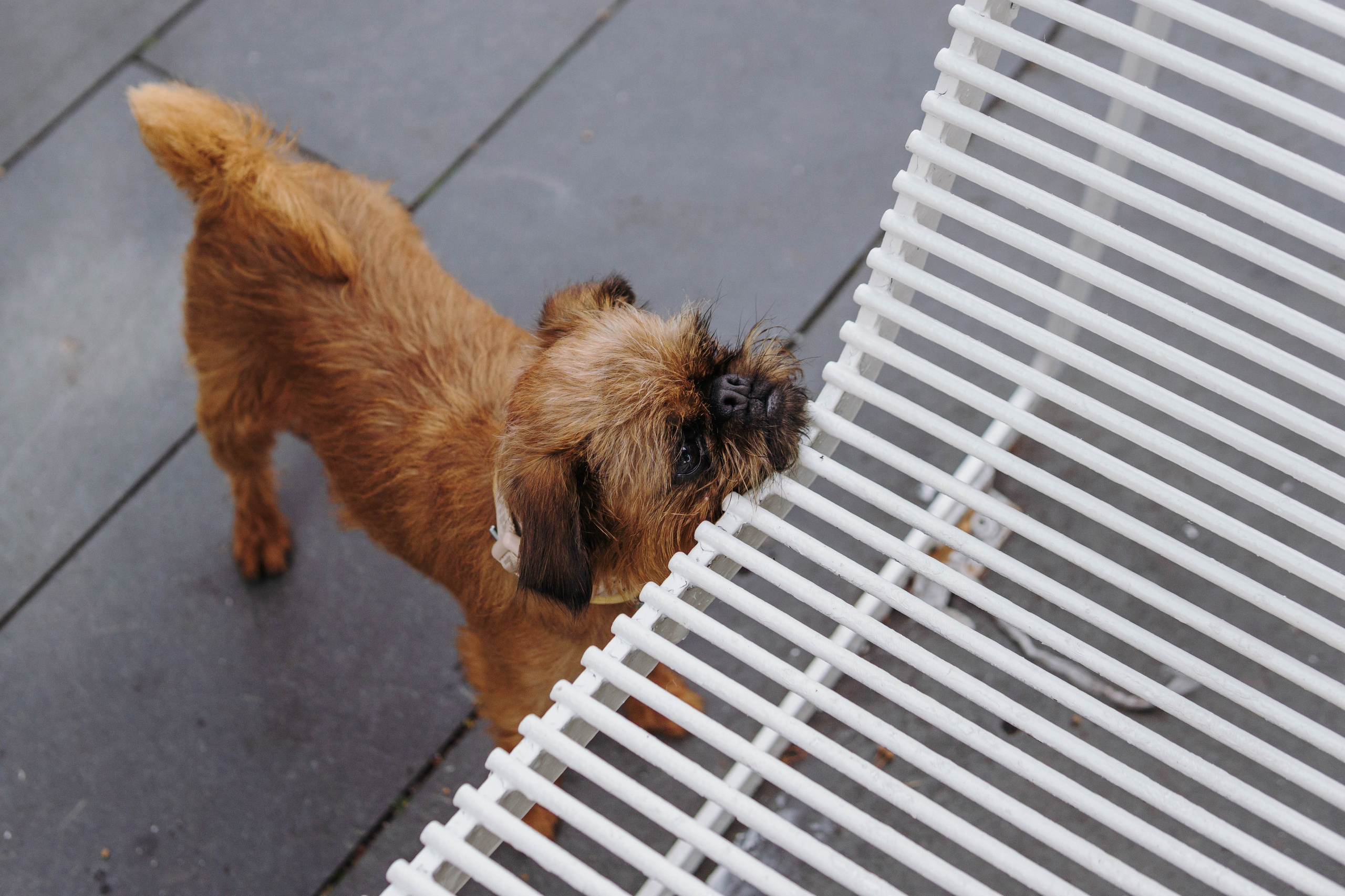 Наташа, Сережа и Хавьер. Фотограф-анималист Ксения Воробьева, Москва