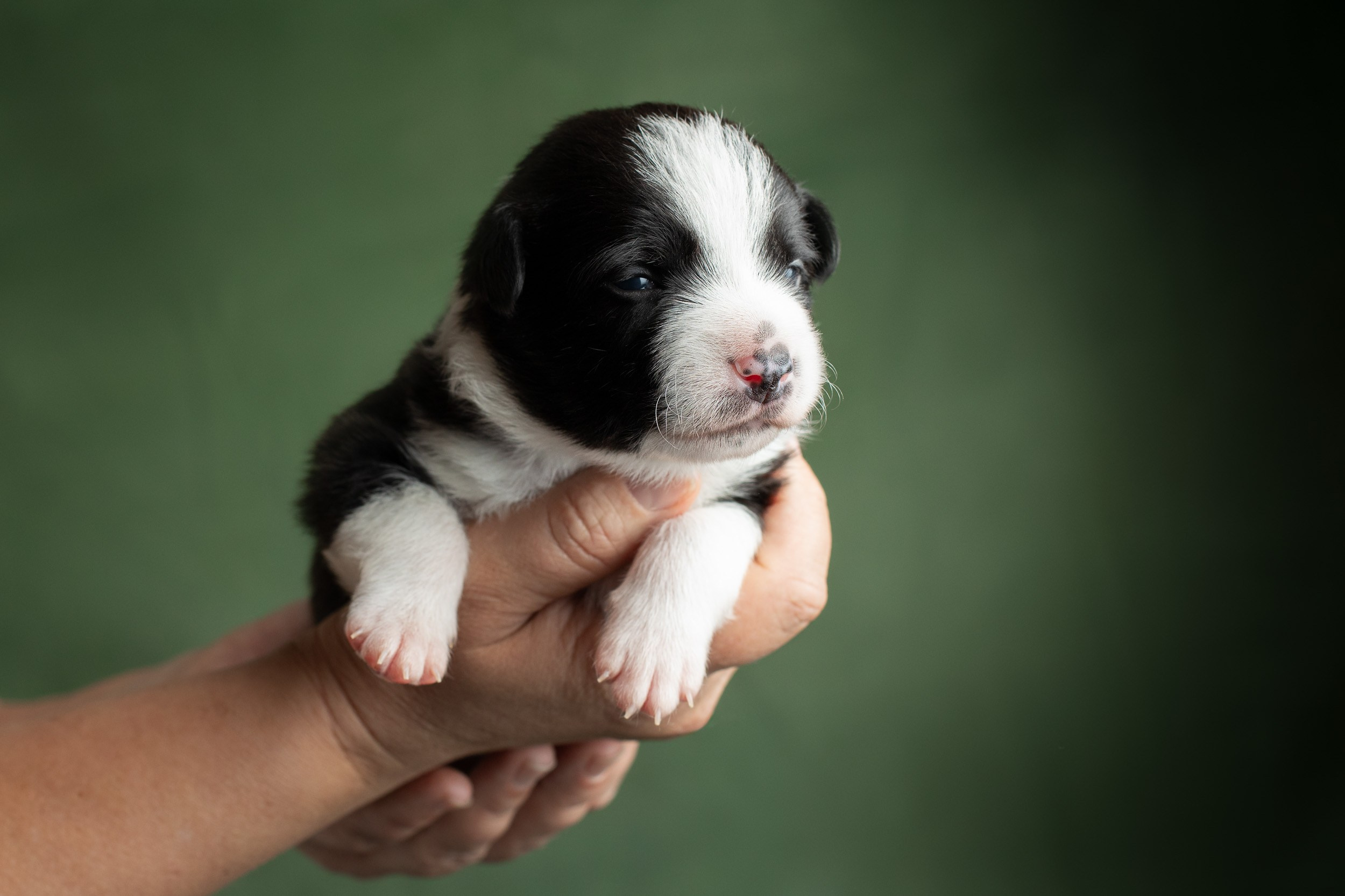 Студийная ньюборн съемка помета бордер-колли. Фотограф-анималист в Москве и Московской области Татьяна Фролова