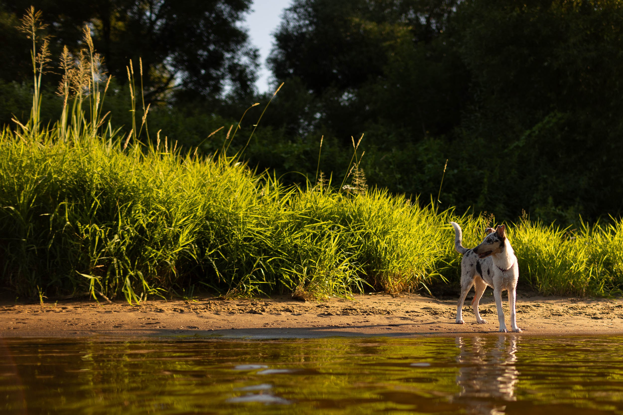 Купание щенков в стиле лайфстайл. Фотограф-анималист в Москве и Московской области Татьяна Фролова