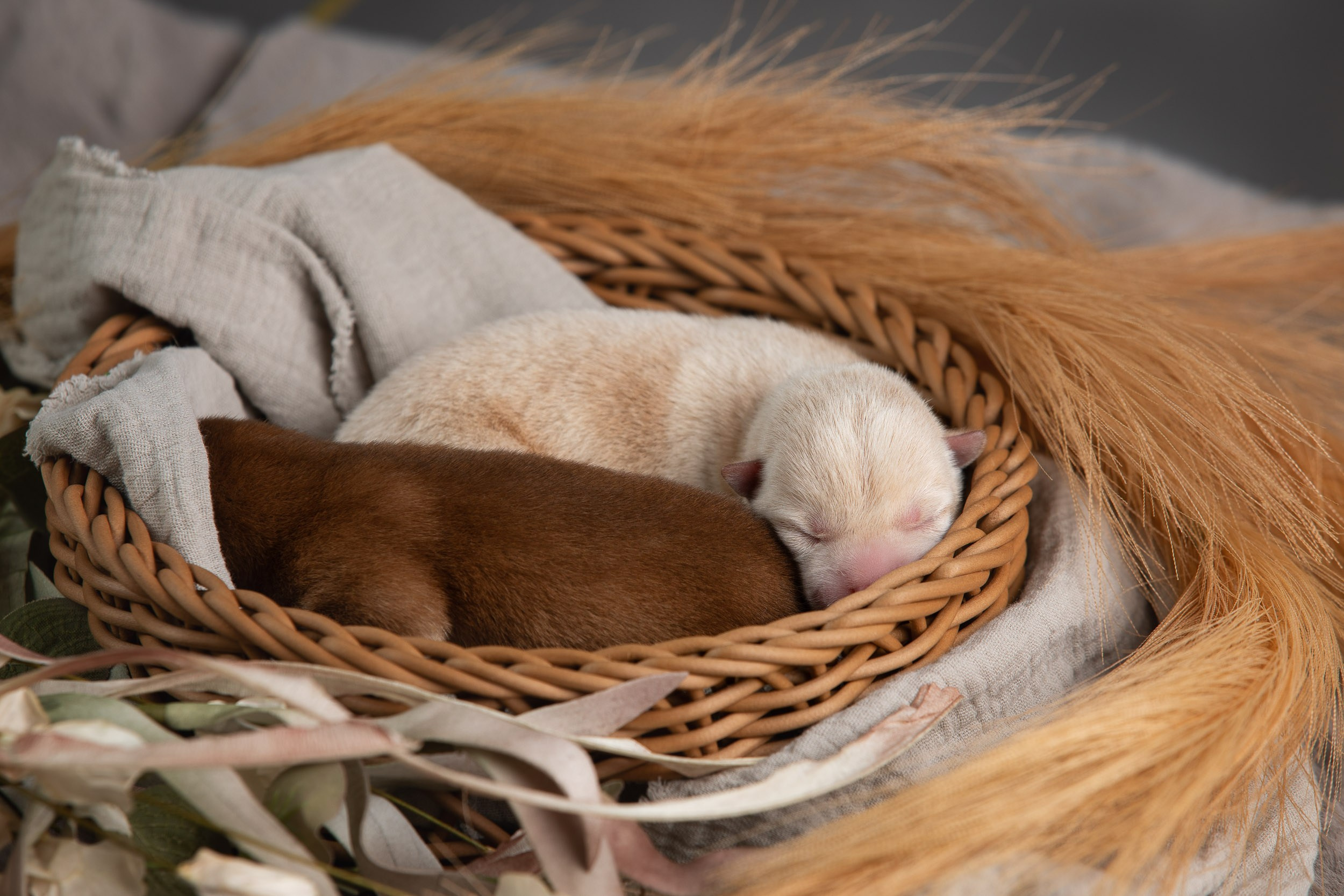 Ньюборн съемка для помета новорожденных щенков мамесиба. Фотограф-анималист в Москве и Московской области Татьяна Фролова