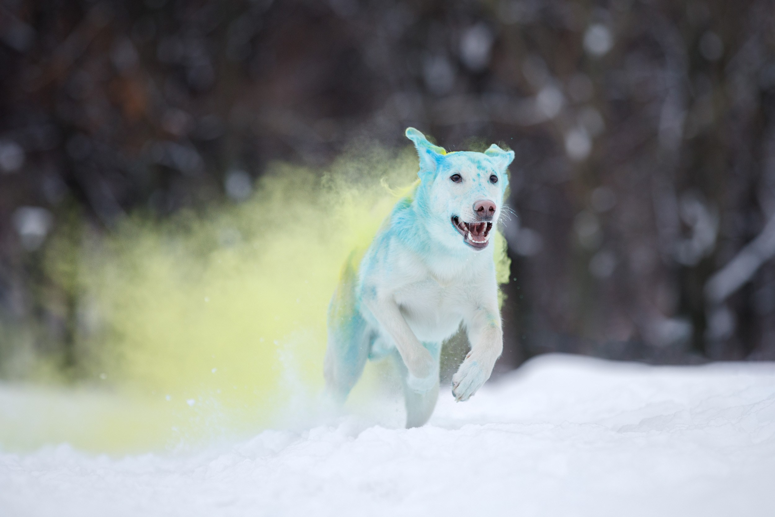 Фотопрогулка с Авророй и Амуром в Гольяново. Фотограф-анималист в Москве и Московской области Татьяна Фролова