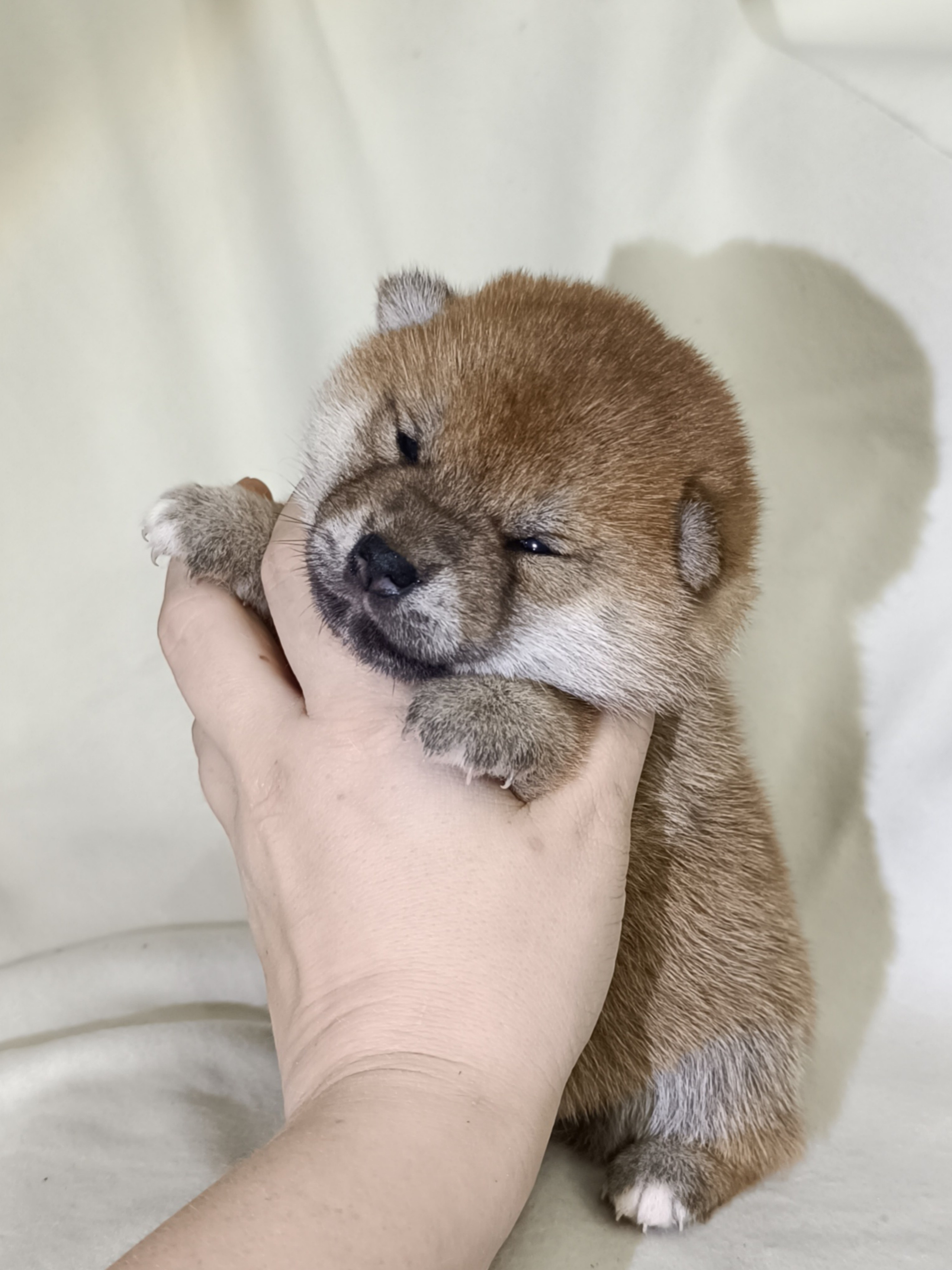 сиба питомник Рубилайт щенки на продажу rubylight  сиба щенки купить СПб Санкт-Петербург 