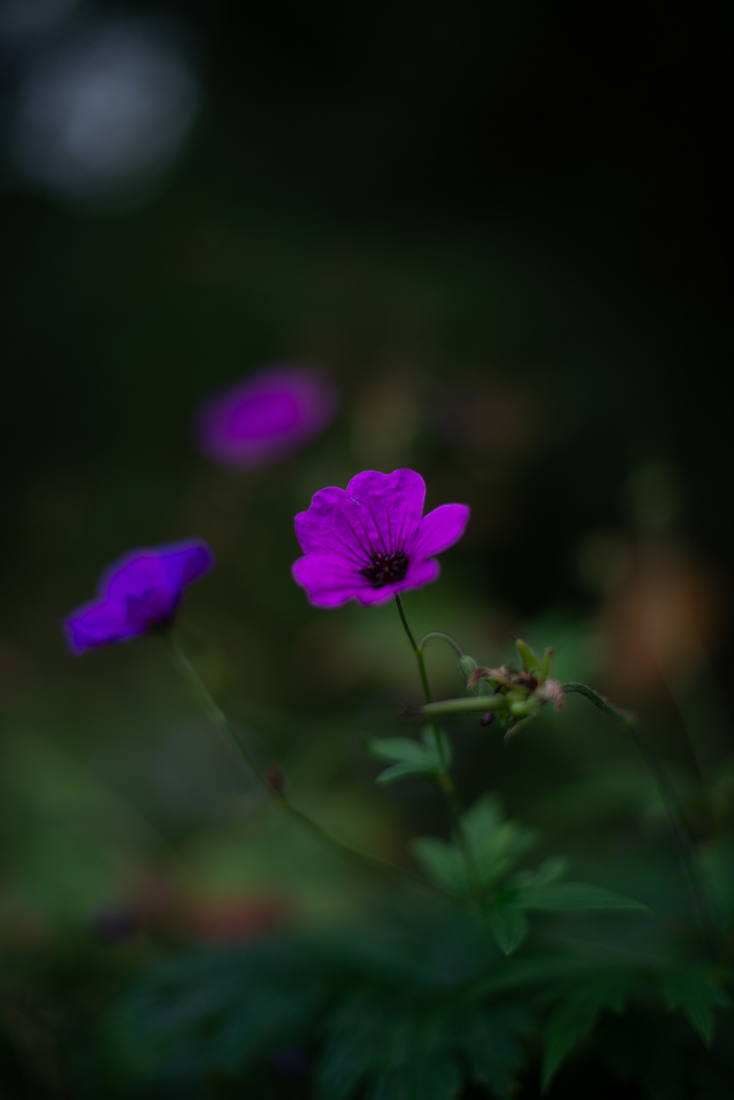 Цветы сада МГУ. Victoria Radjevna Репортажный Фотограф — Видеограф Москва • Санкт-Петербург