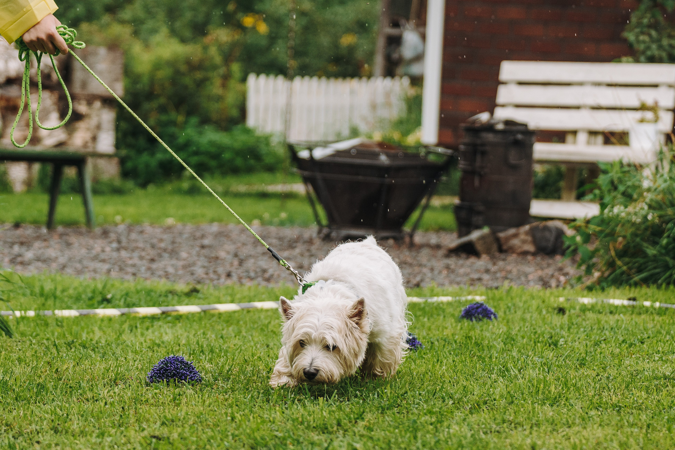 Соревнования по ноузворку в Новожилово. Фотограф анималист в Спб недорого Олеся Майорова