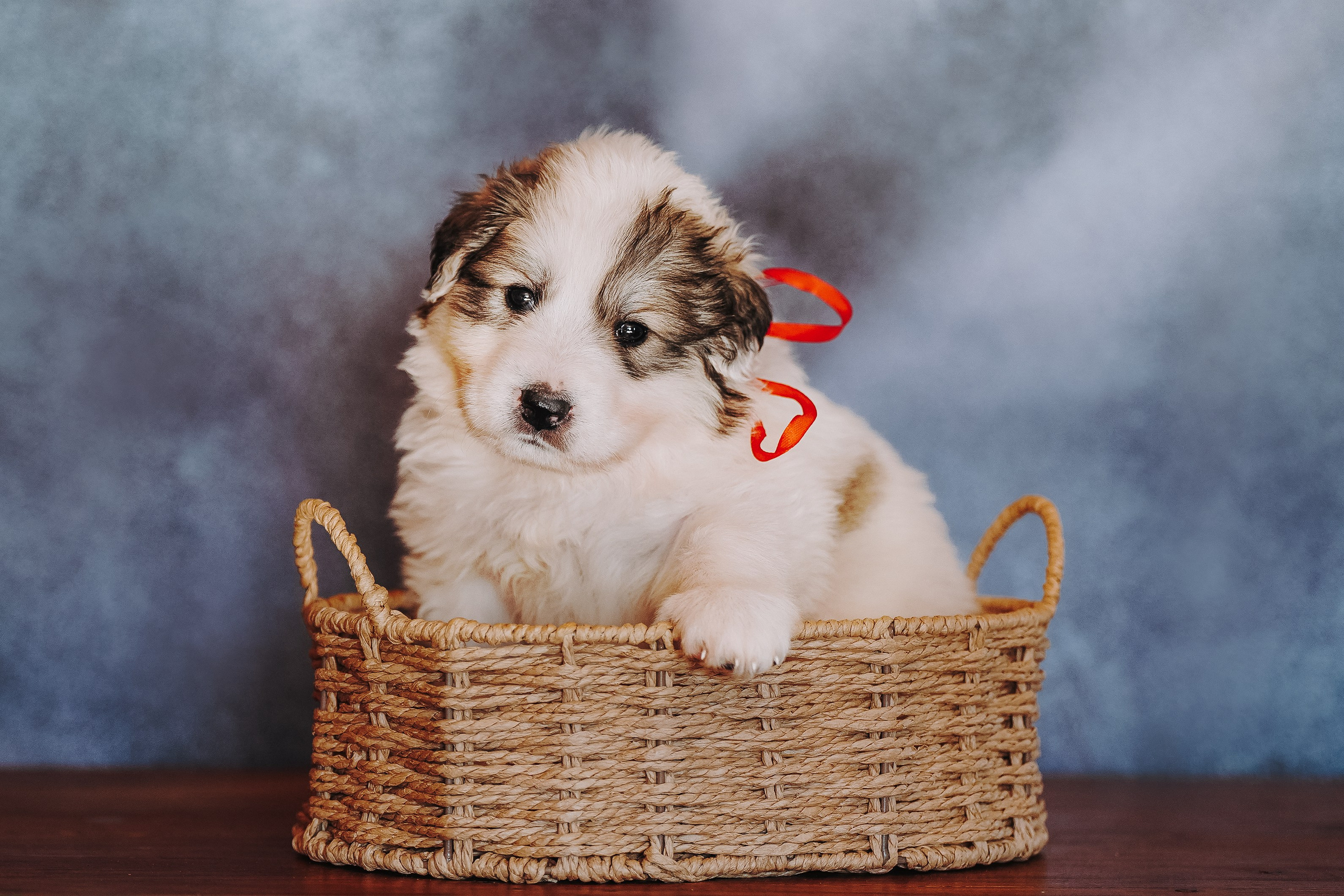 Пиренейские горные. Фотограф анималист в Спб недорого Олеся Майорова