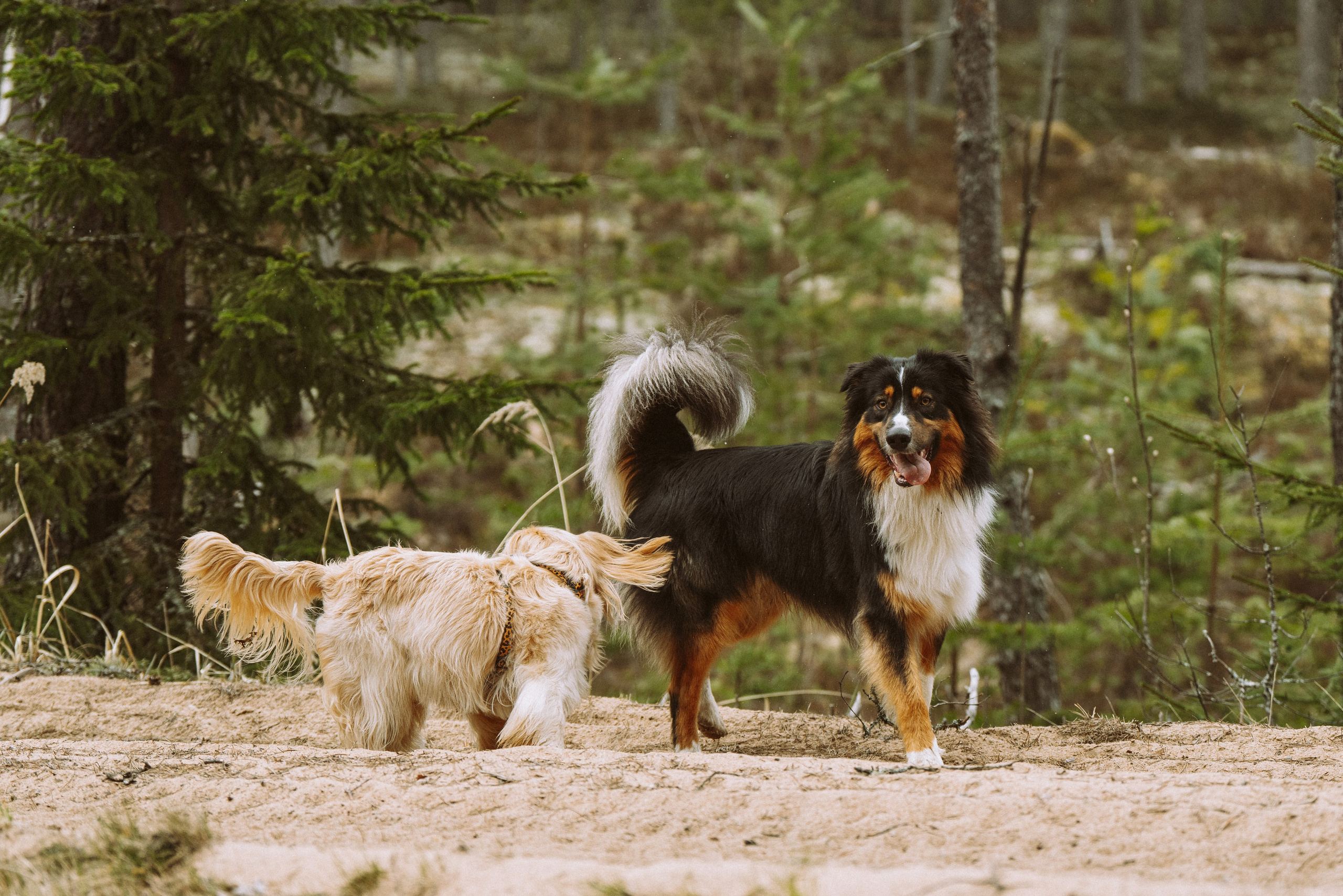 Дог трекинг к финскому хутору. Фотограф анималист в Спб недорого Олеся Майорова
