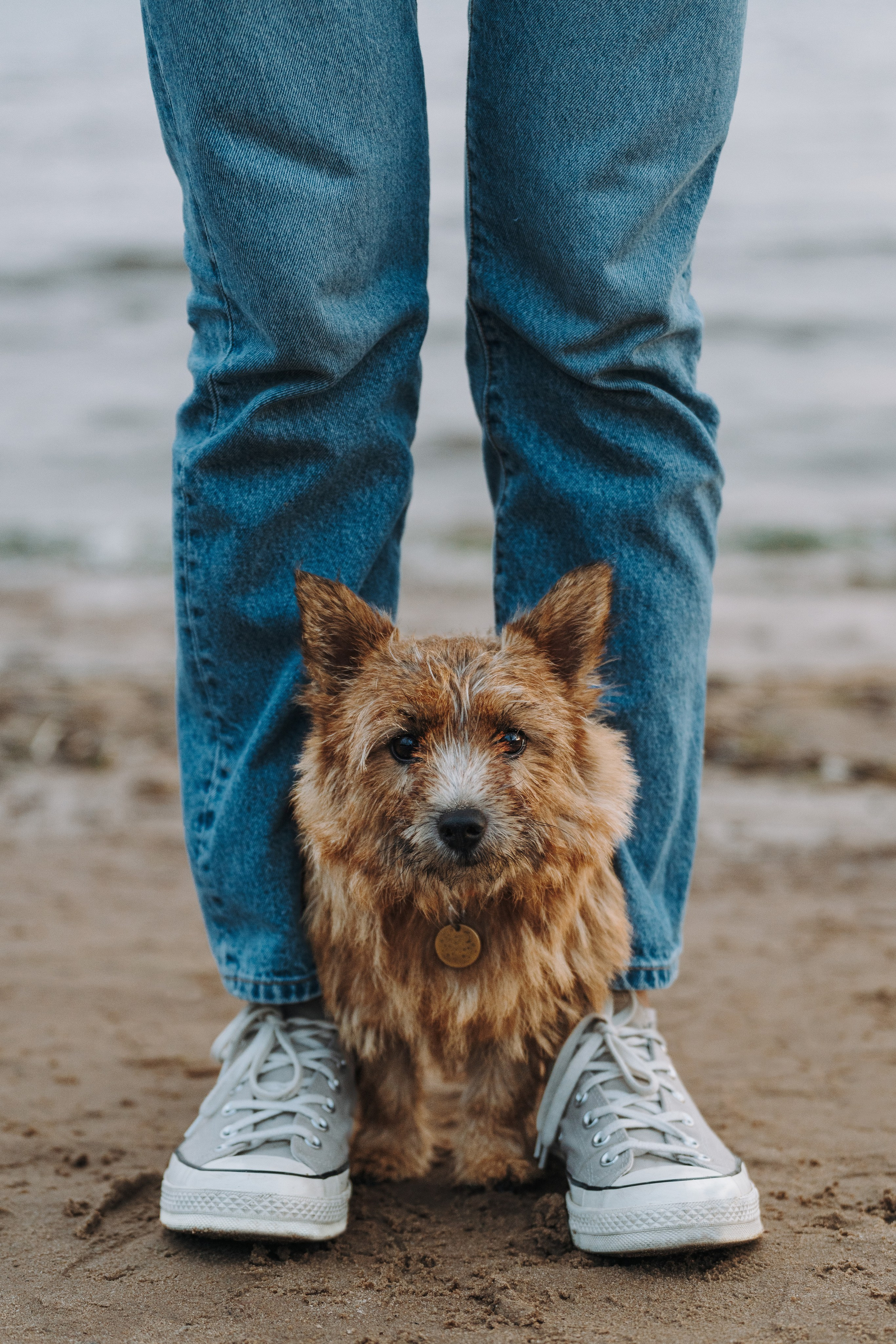 Семейная фотосессия с собакой Спб. Фотограф анималист в Спб недорого Олеся Майорова