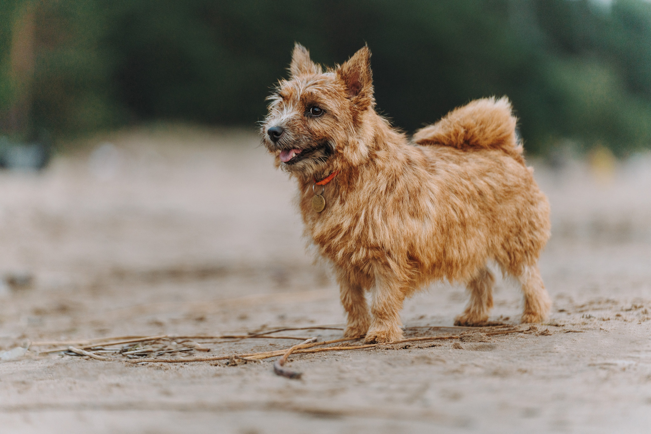 Семейная фотосессия с собакой Спб. Фотограф анималист в Спб недорого Олеся Майорова